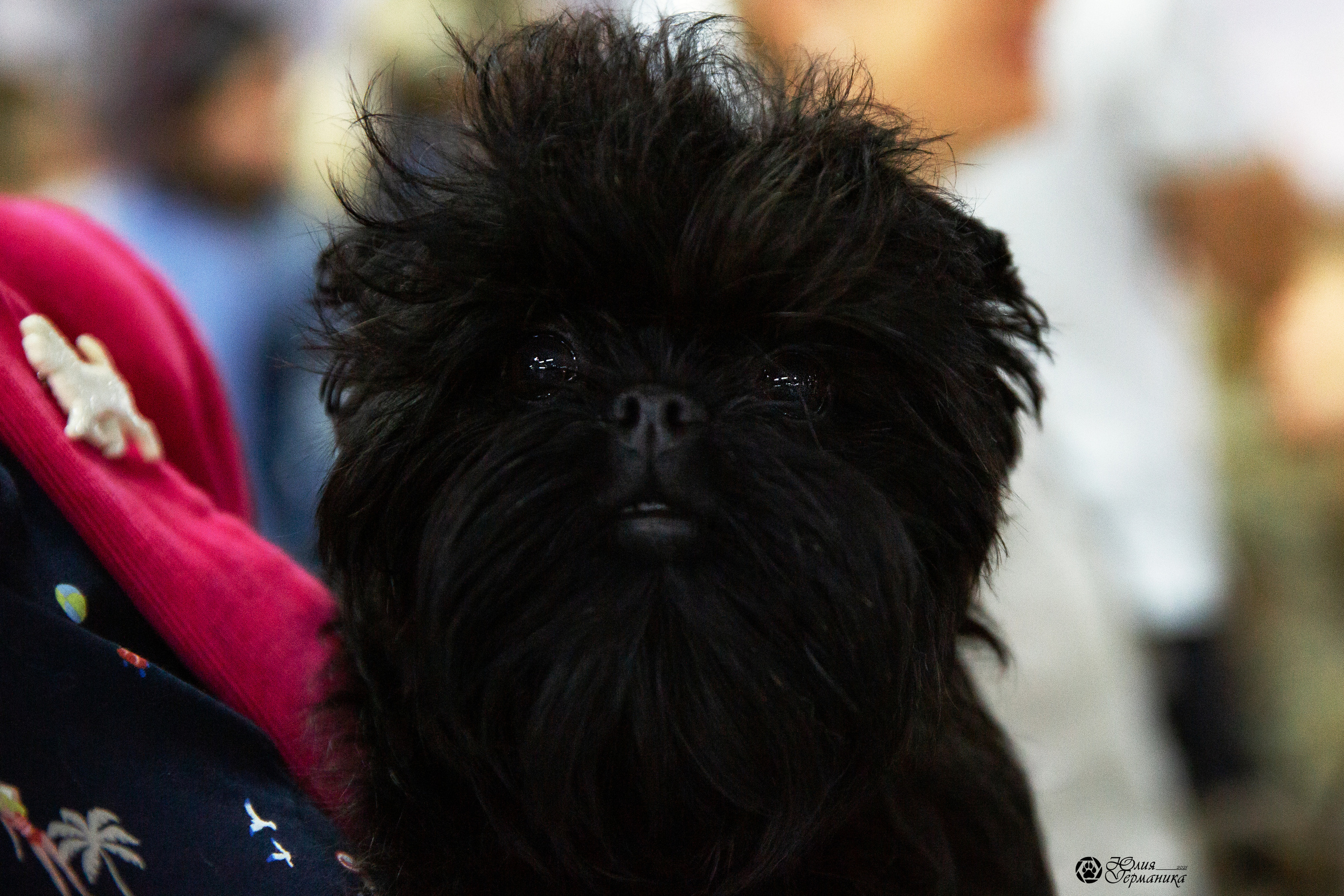 Чайна-Таун 2021. Фотограф-анималист Юлия Германика