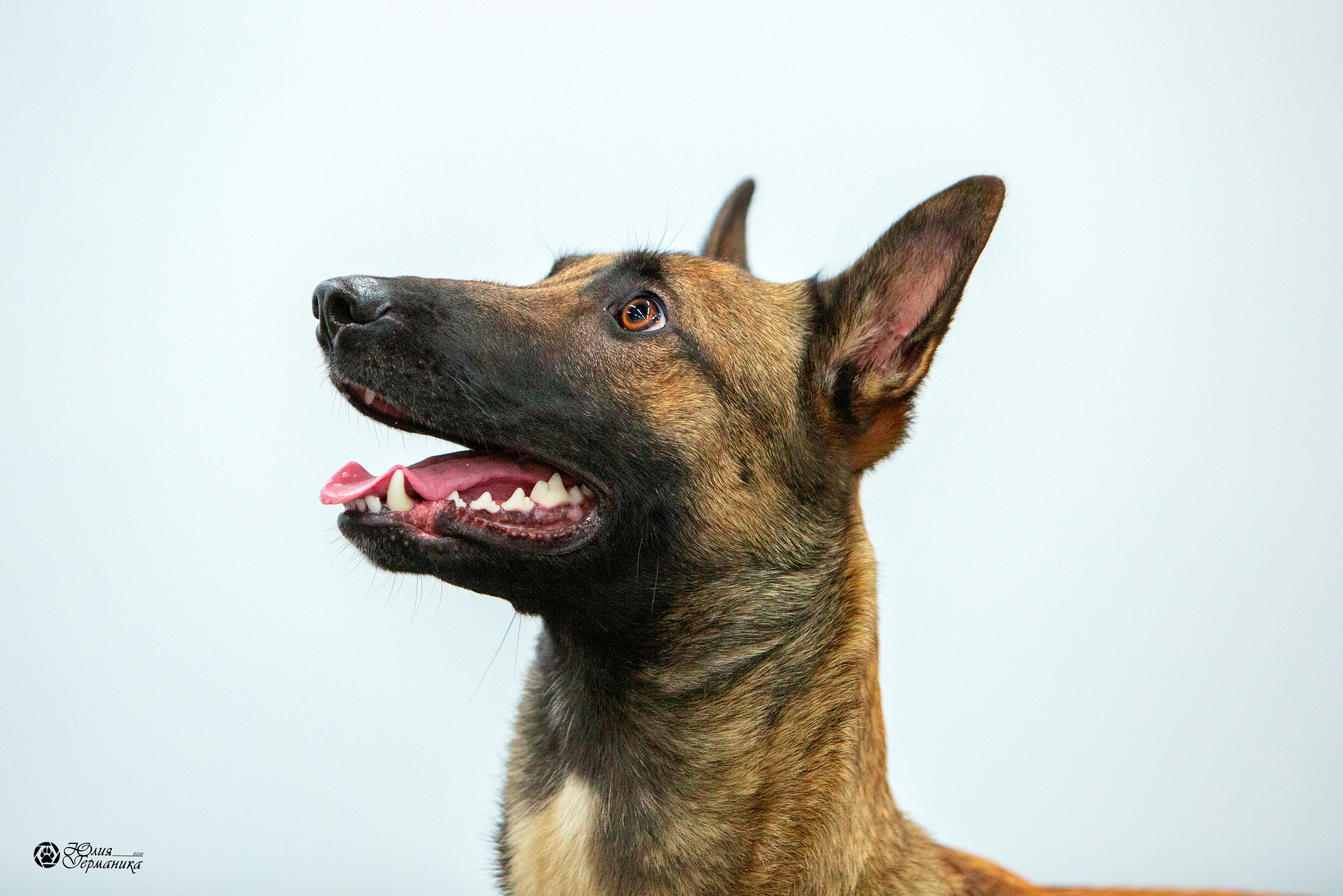 Нижний Новгород 3хCACIB 15-17 октября 2021. Фотограф-анималист Юлия Германика