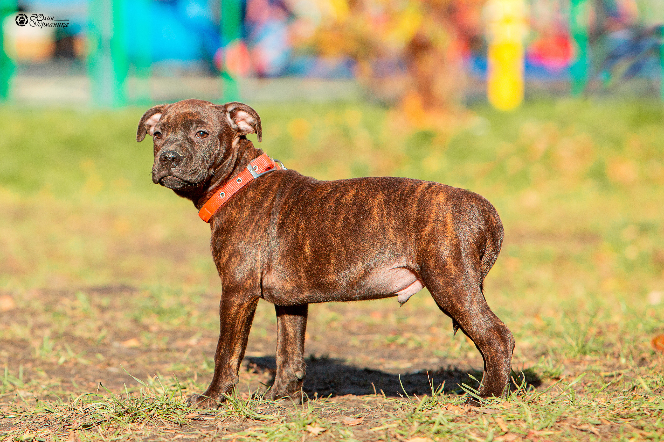Свободная съемка. Фотограф-анималист Юлия Германика