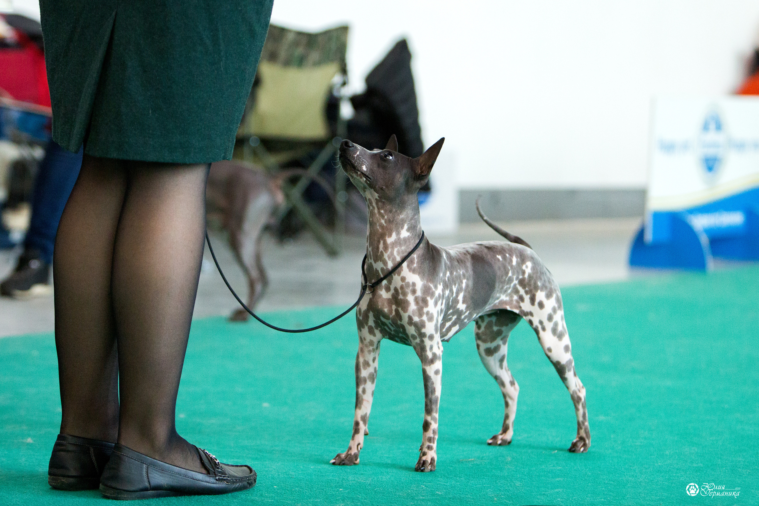 Нижний Новгород 3хCACIB 15-17 октября 2021. Фотограф-анималист Юлия Германика