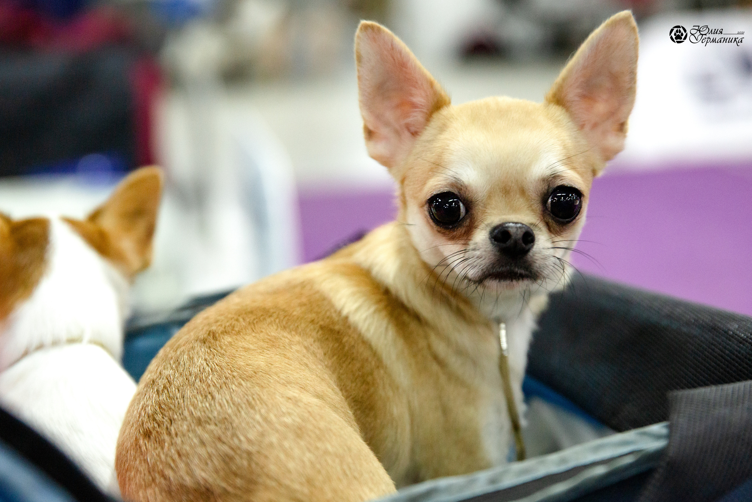 Чайна-Таун 2021. Фотограф-анималист Юлия Германика