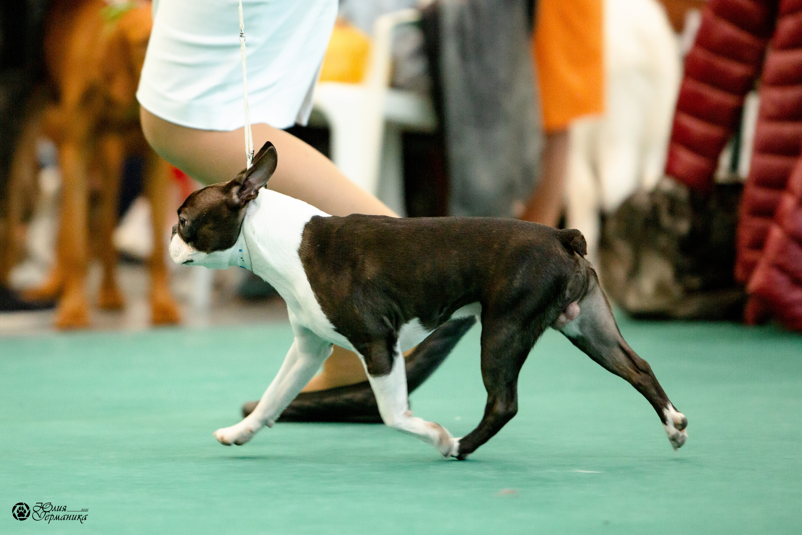 Нижний Новгород 3хCACIB 15-17 октября 2021. Фотограф-анималист Юлия Германика