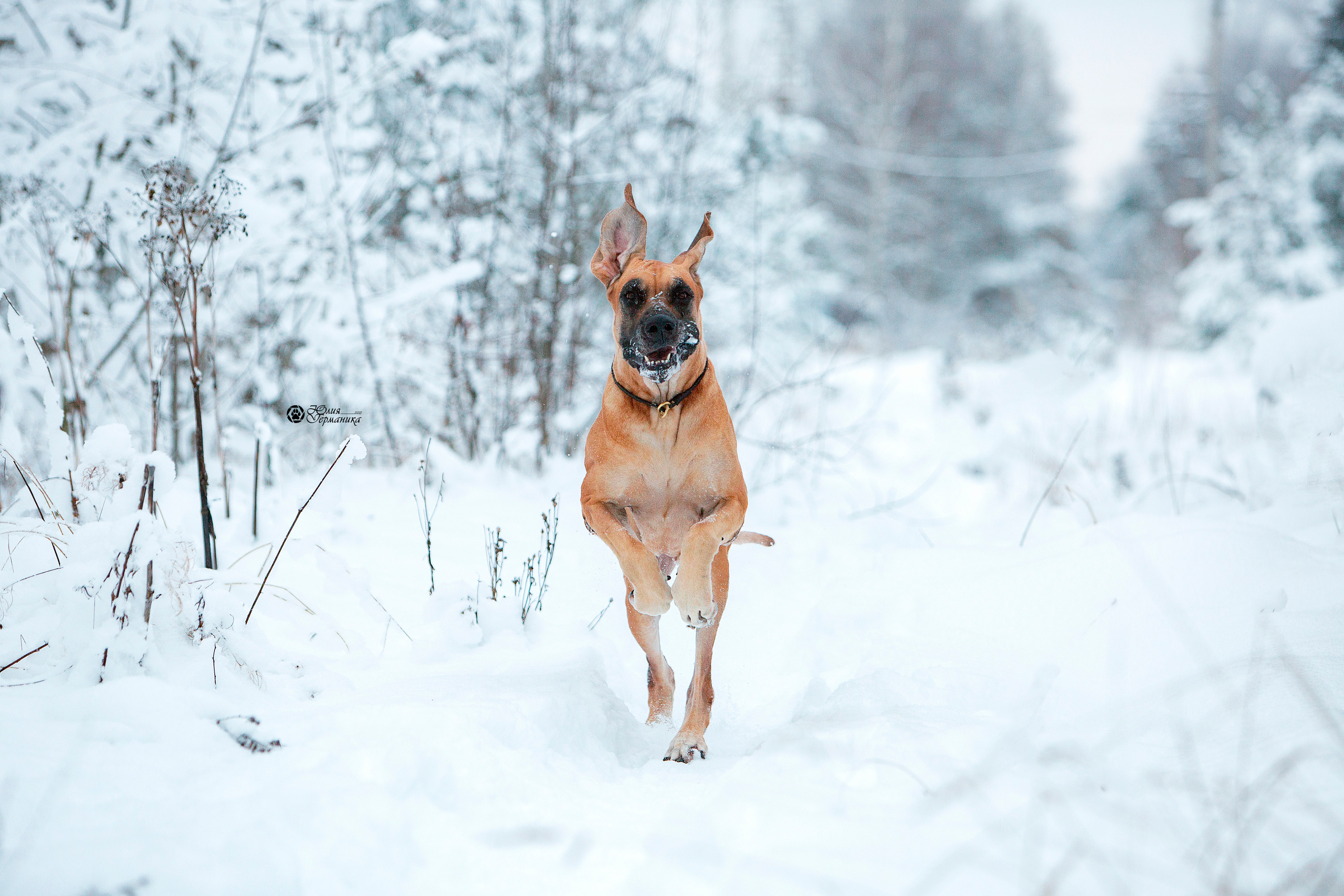 Свободная съемка. Фотограф-анималист Юлия Германика