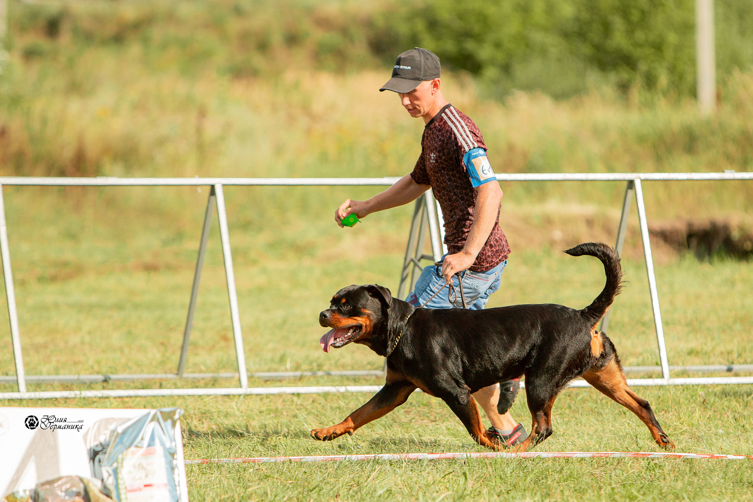 Рязань,Ховрино 14-15 августа 2021 моно ротвейлеров. Фотограф-анималист Юлия Германика