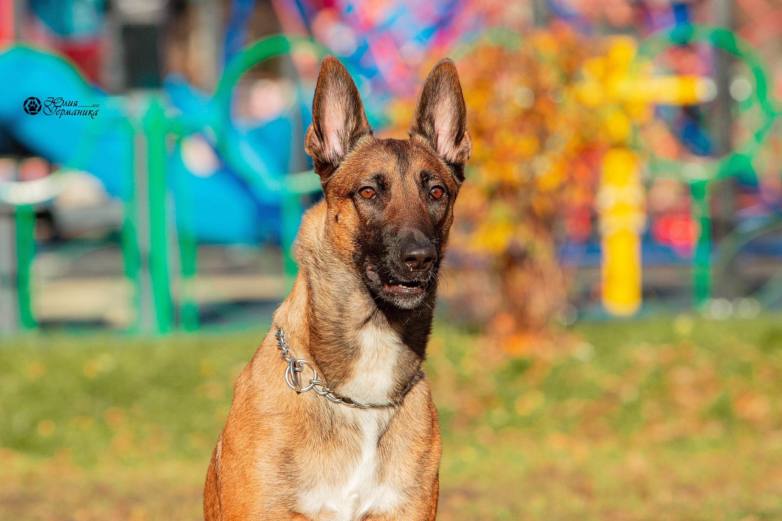 Свободная съемка. Фотограф-анималист Юлия Германика