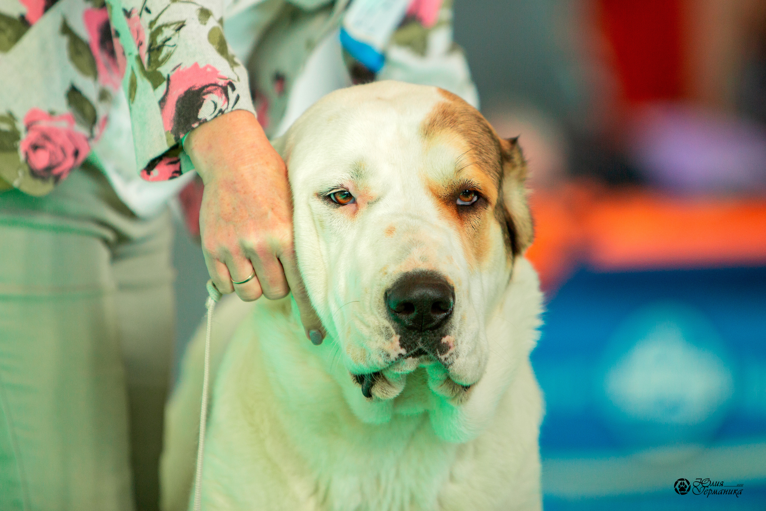 Нижний Новгород 3хCACIB 15-17 октября 2021. Фотограф-анималист Юлия Германика