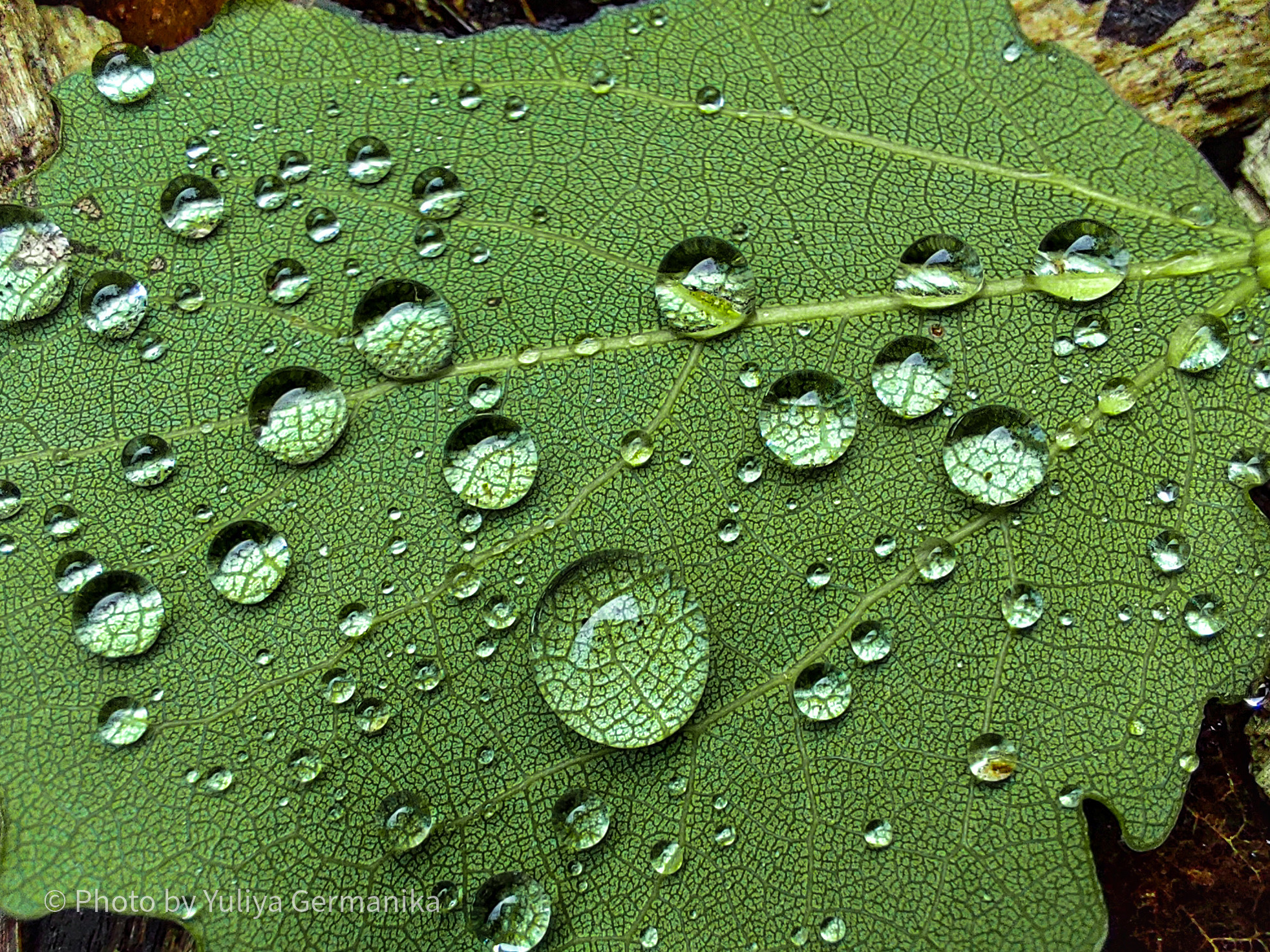 Разные фото на телефон.Города,природа. Фотограф-анималист Юлия Германика