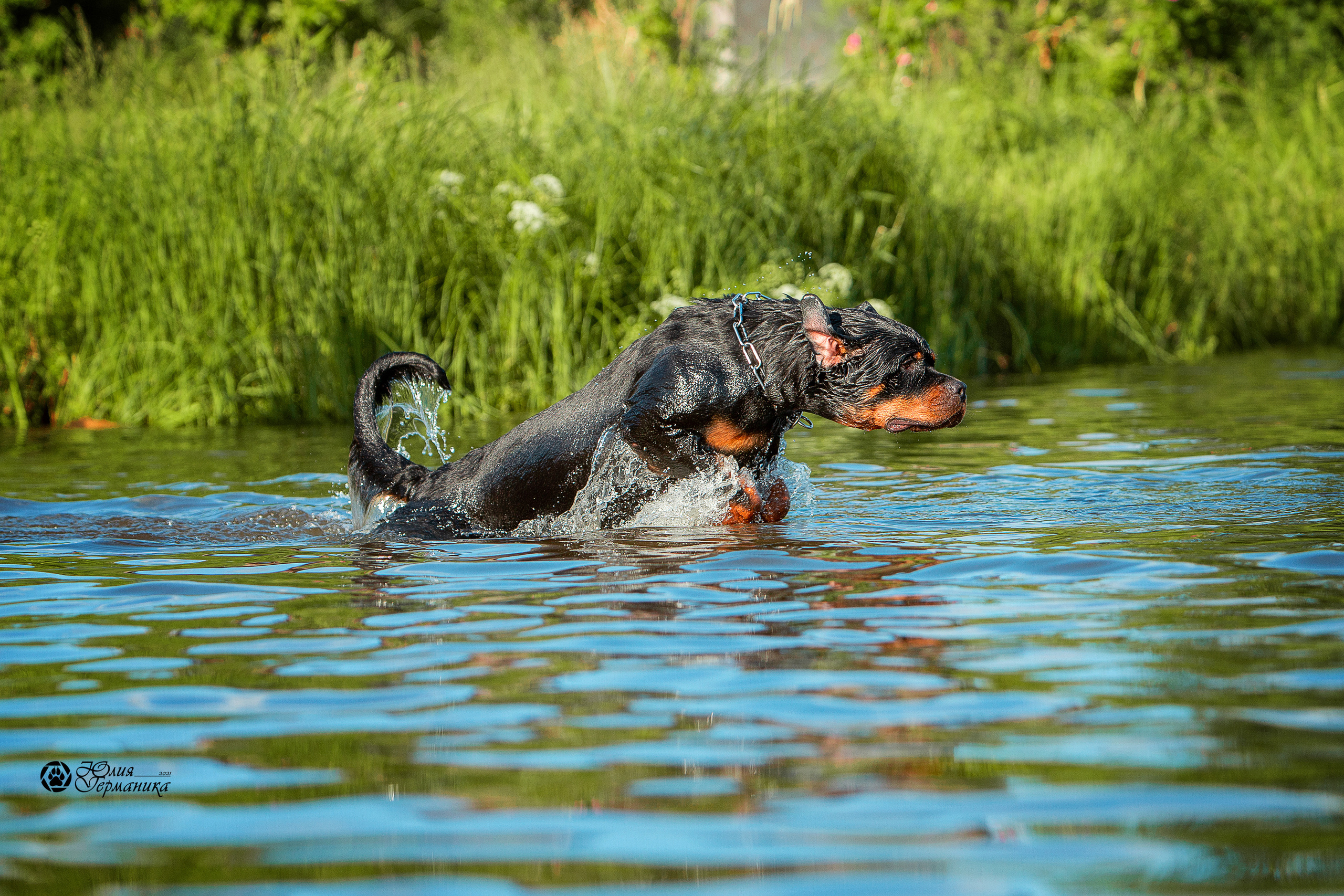 Свободная съемка. Фотограф-анималист Юлия Германика