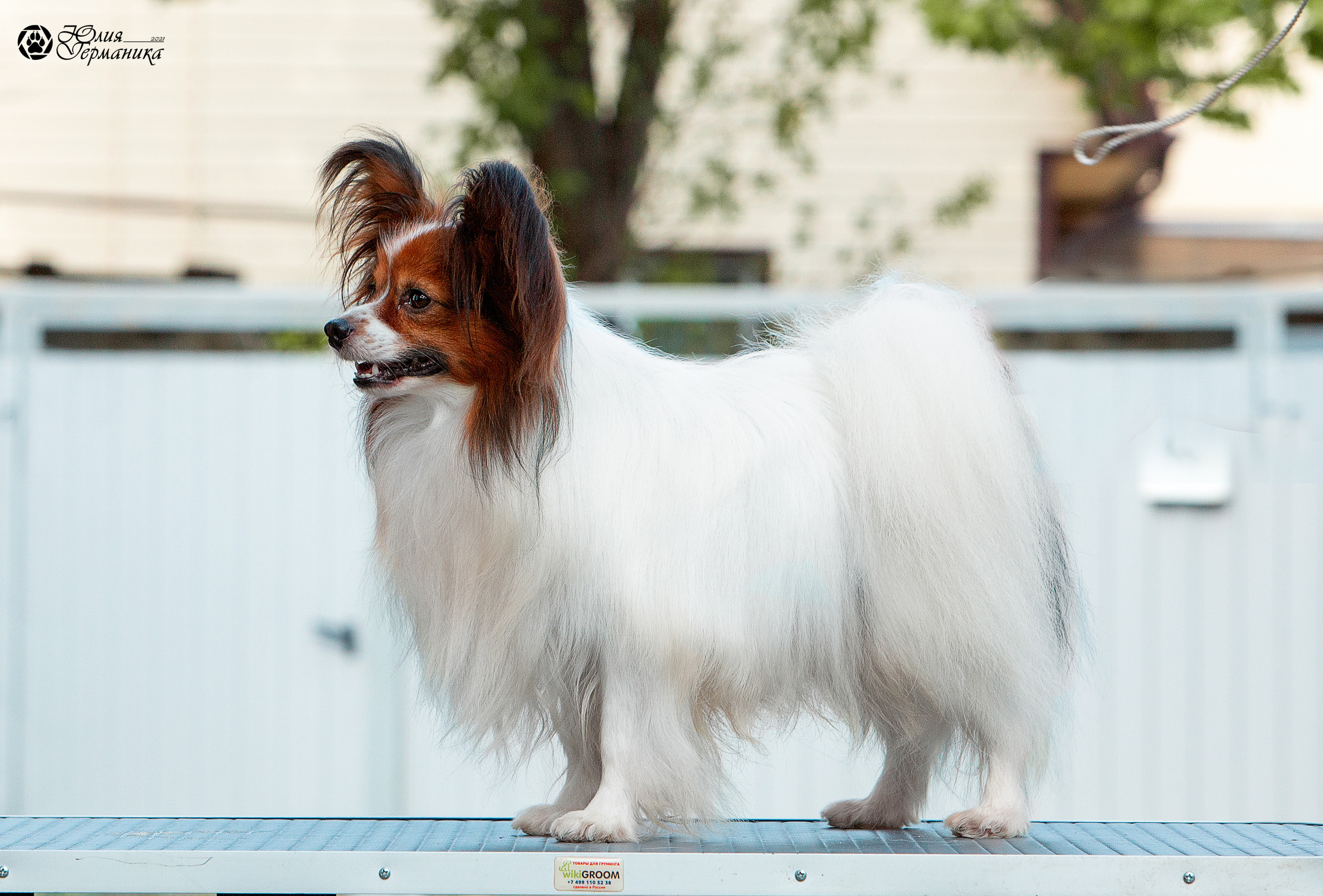 Свободная съемка. Фотограф-анималист Юлия Германика