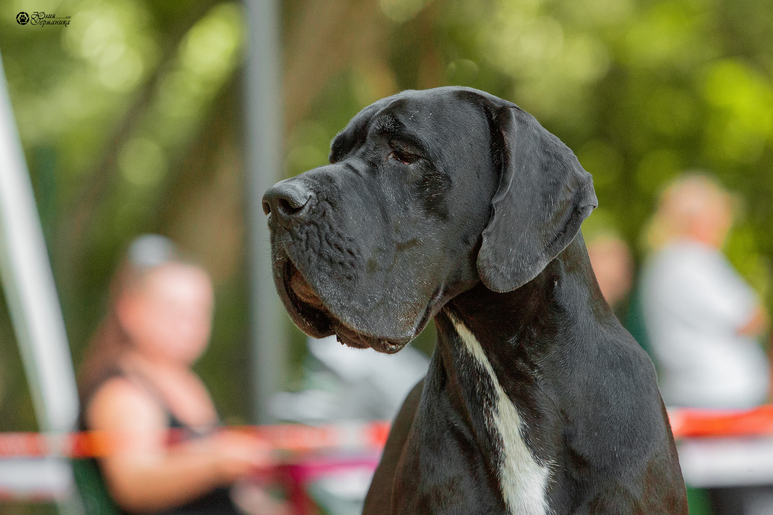 Ховрино фестиваль монопородок 15 августа 2021