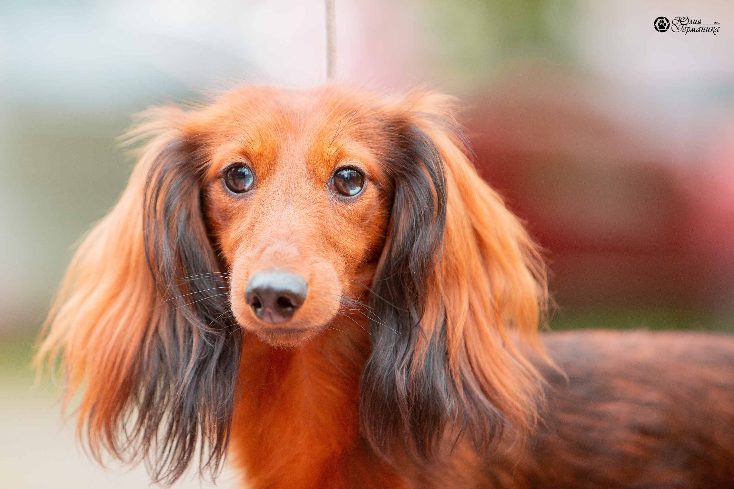 Свободная съемка. Фотограф-анималист Юлия Германика