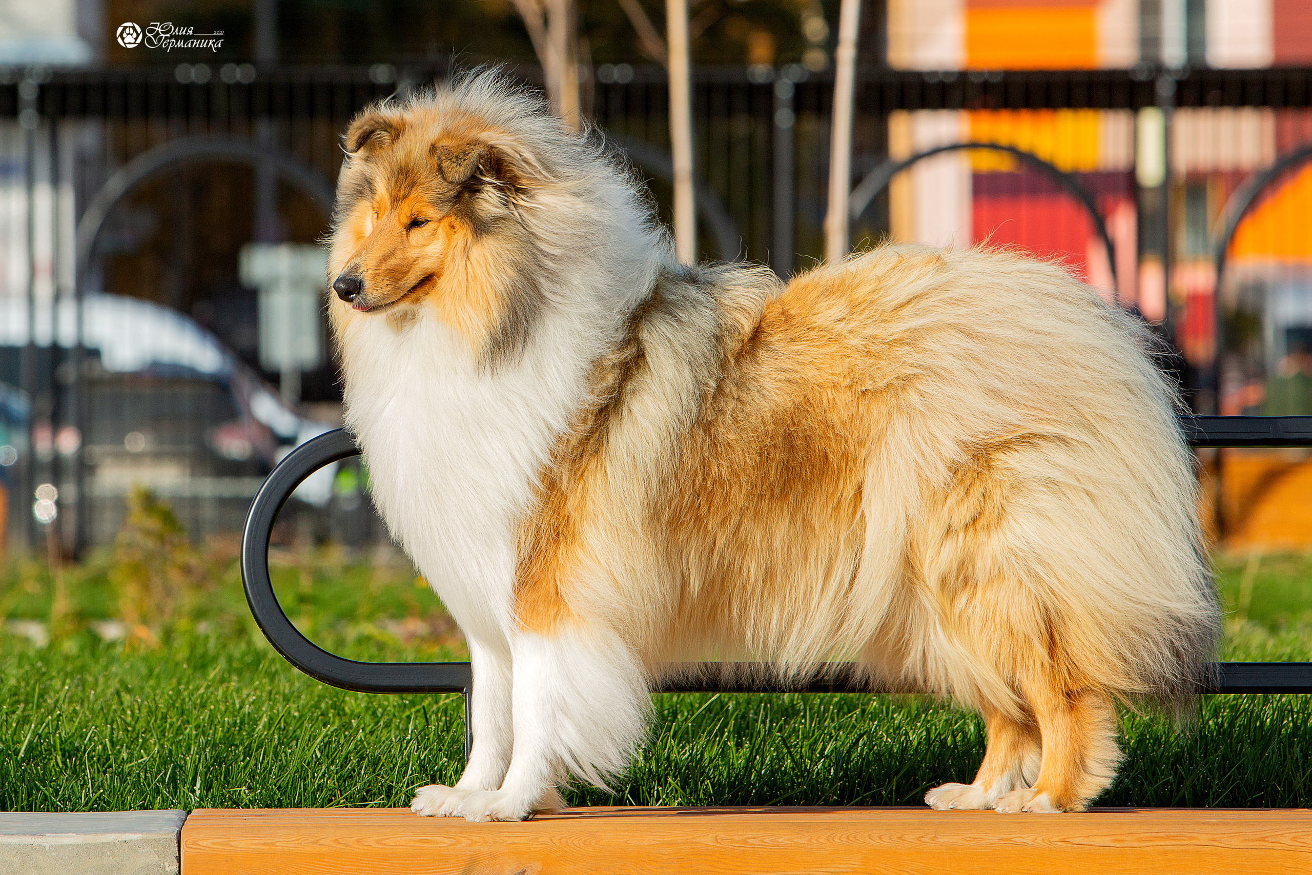 Нижний Новгород 3хCACIB 15-17 октября 2021. Фотограф-анималист Юлия Германика