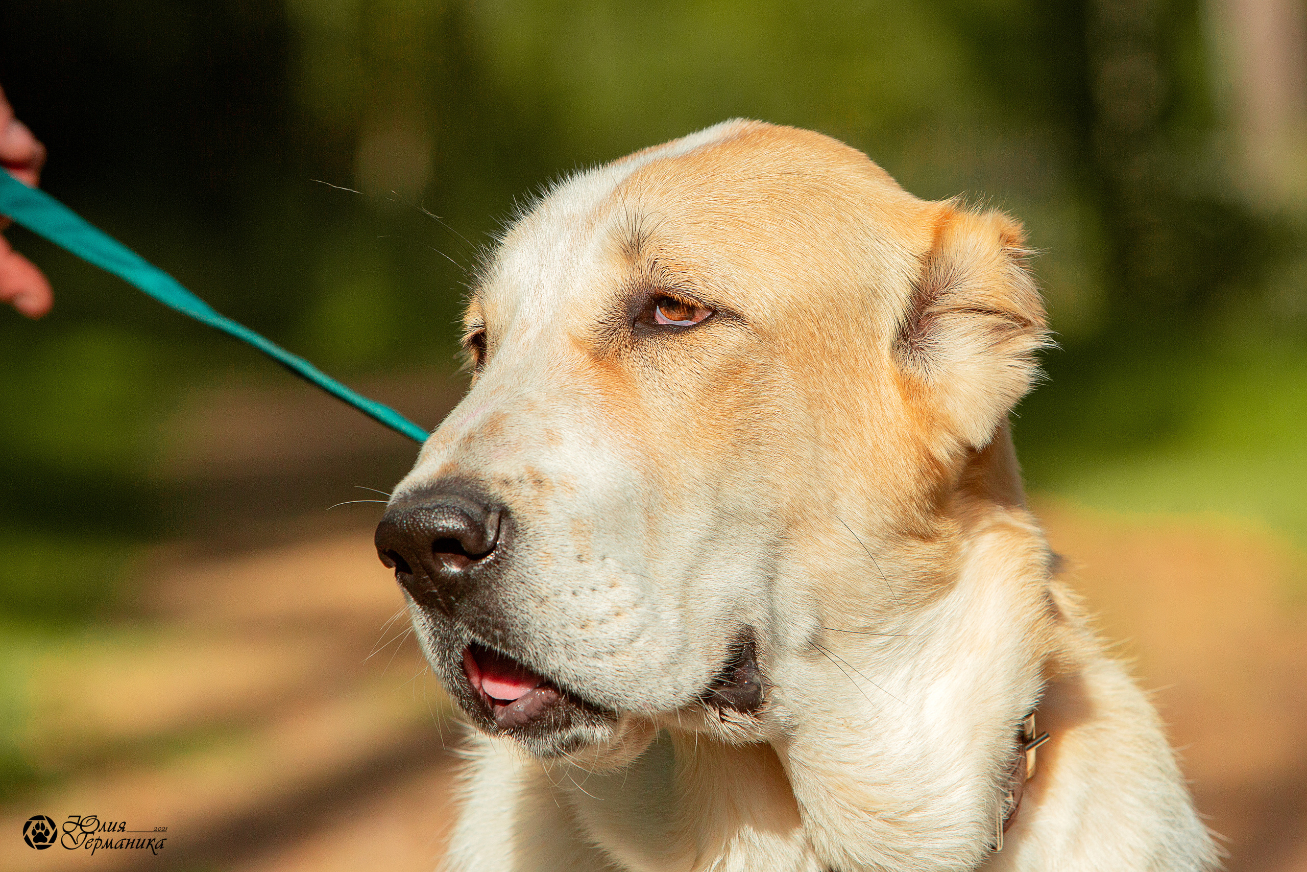 Свободная съемка. Фотограф-анималист Юлия Германика