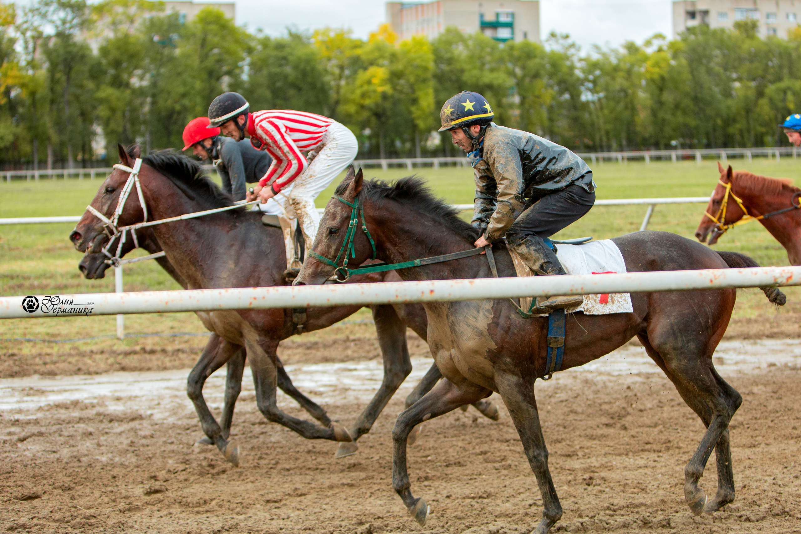 Съёмки с лошадьми. Фотограф-анималист Юлия Германика