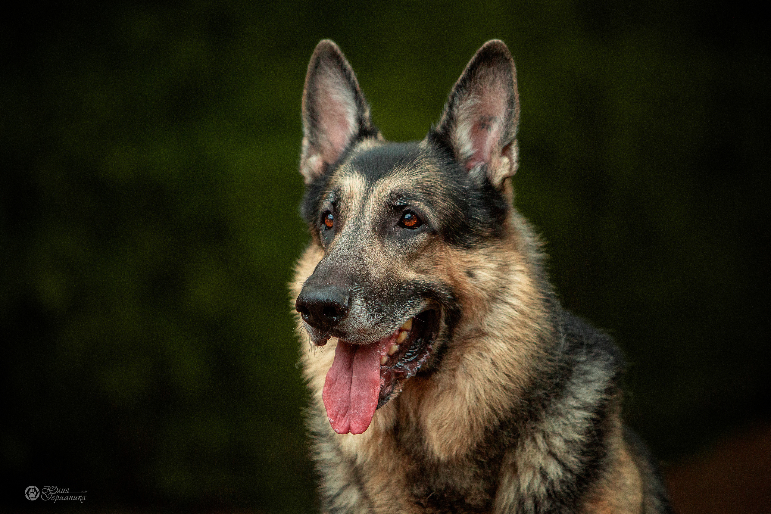 Свободная съемка. Фотограф-анималист Юлия Германика