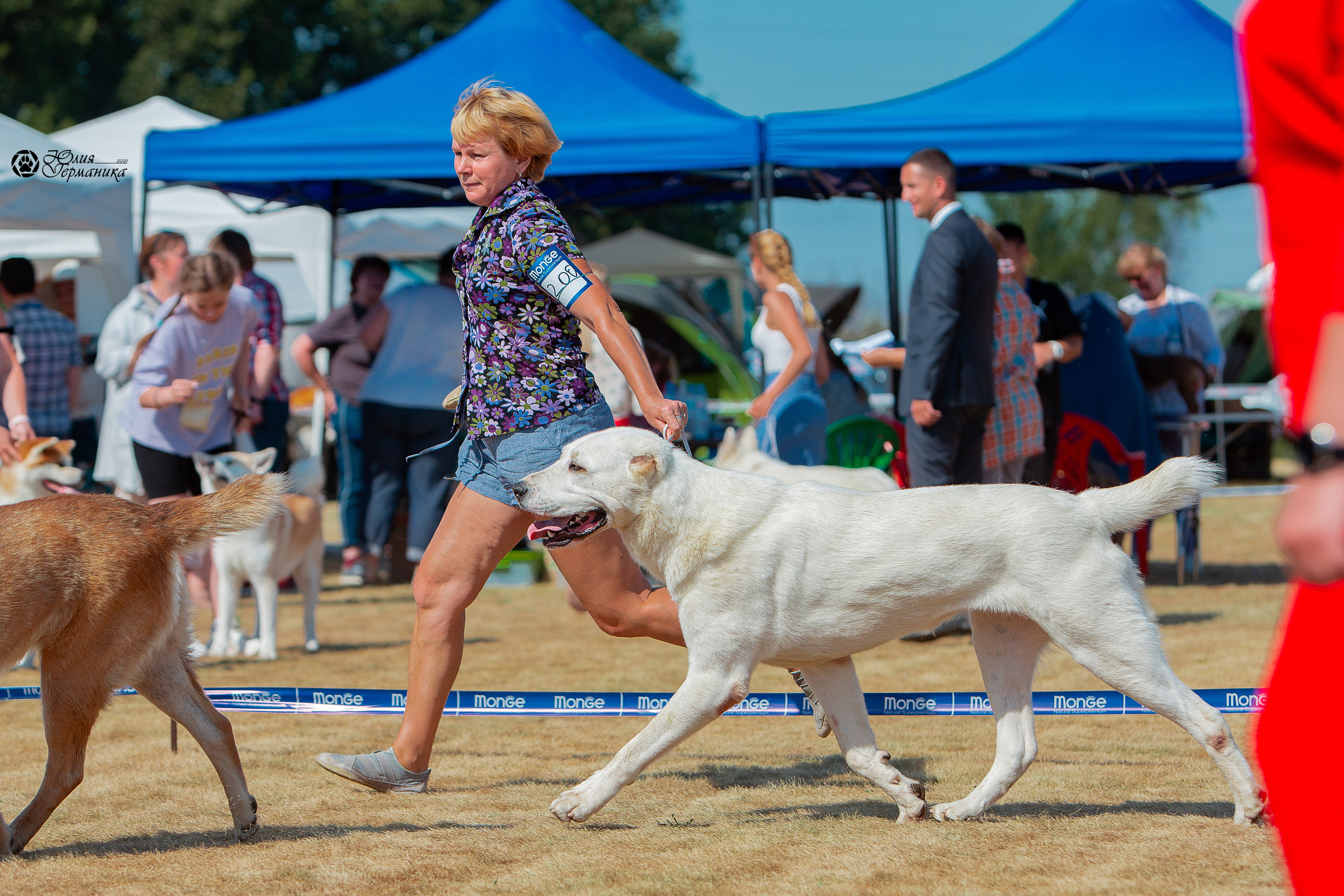 Ярославль CACIB 18 июля 2021. Фотограф-анималист Юлия Германика
