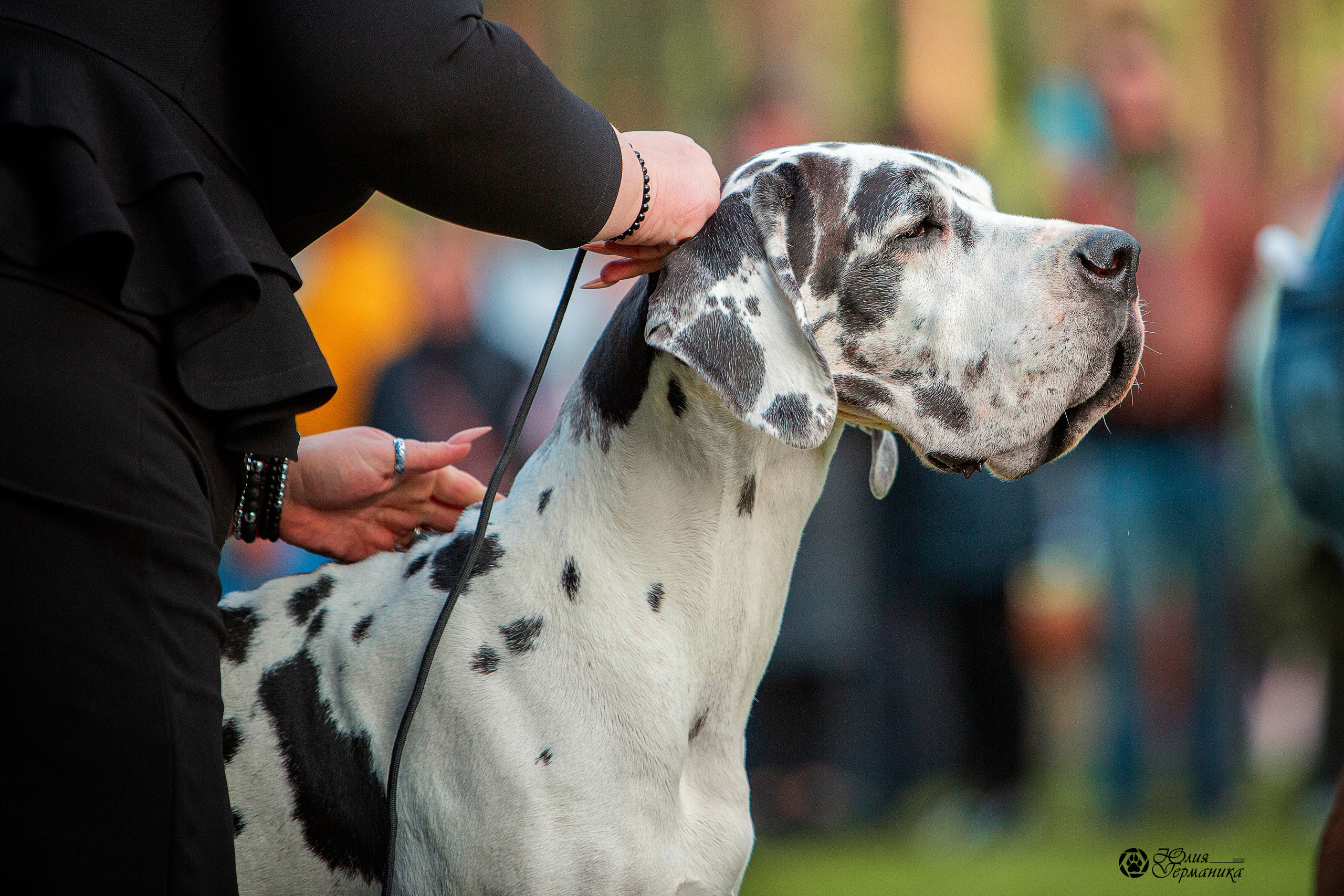 Псков 2xСАСIB 18-19 сентября 2021. Фотограф-анималист Юлия Германика
