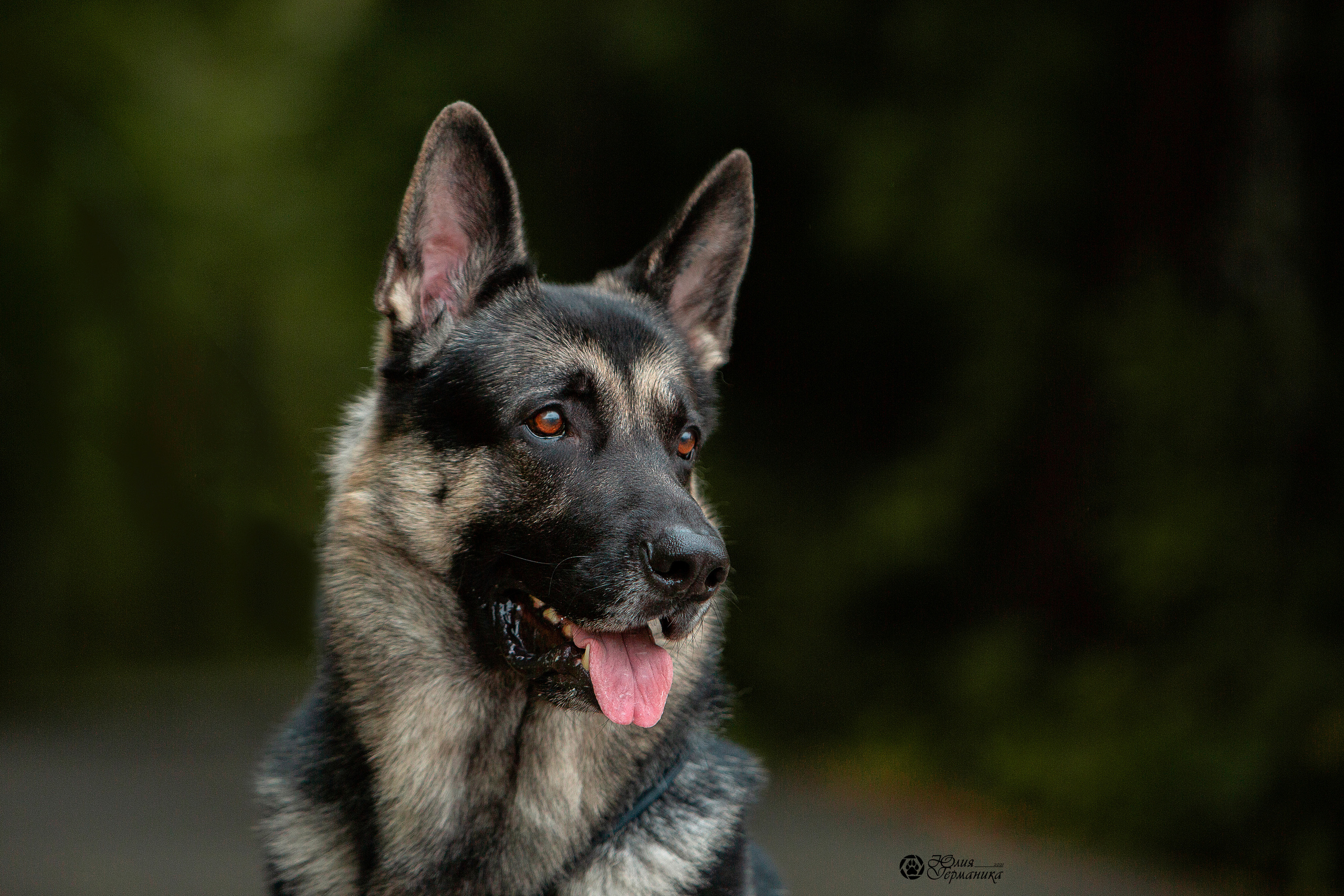 Свободная съемка. Фотограф-анималист Юлия Германика