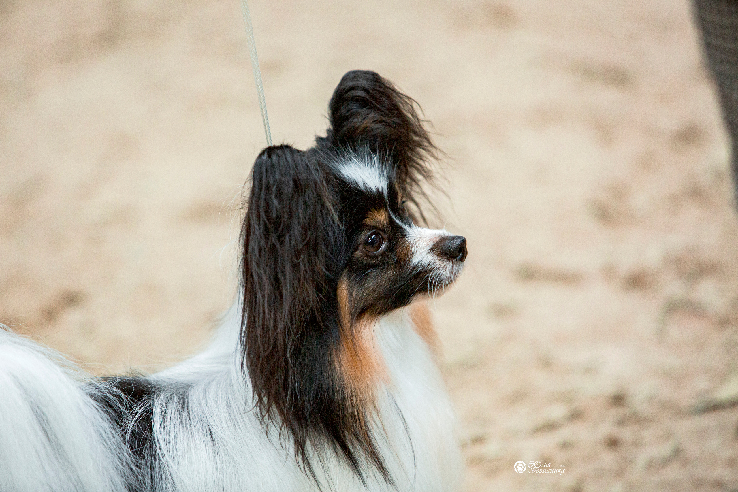 Минск 2хCACIB 27-28 ноября 2021. Фотограф-анималист Юлия Германика