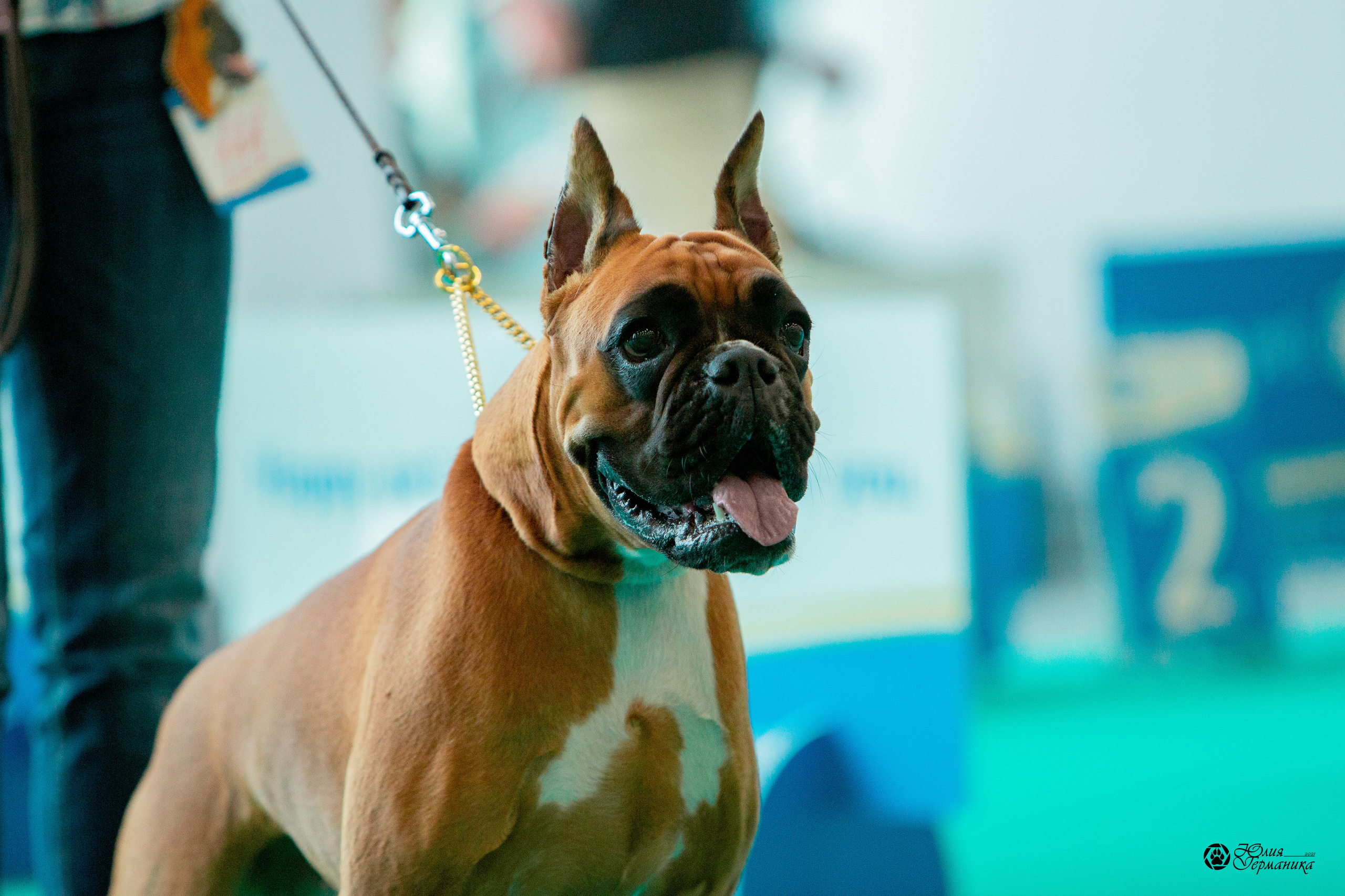 Нижний Новгород 3хCACIB 15-17 октября 2021. Фотограф-анималист Юлия Германика