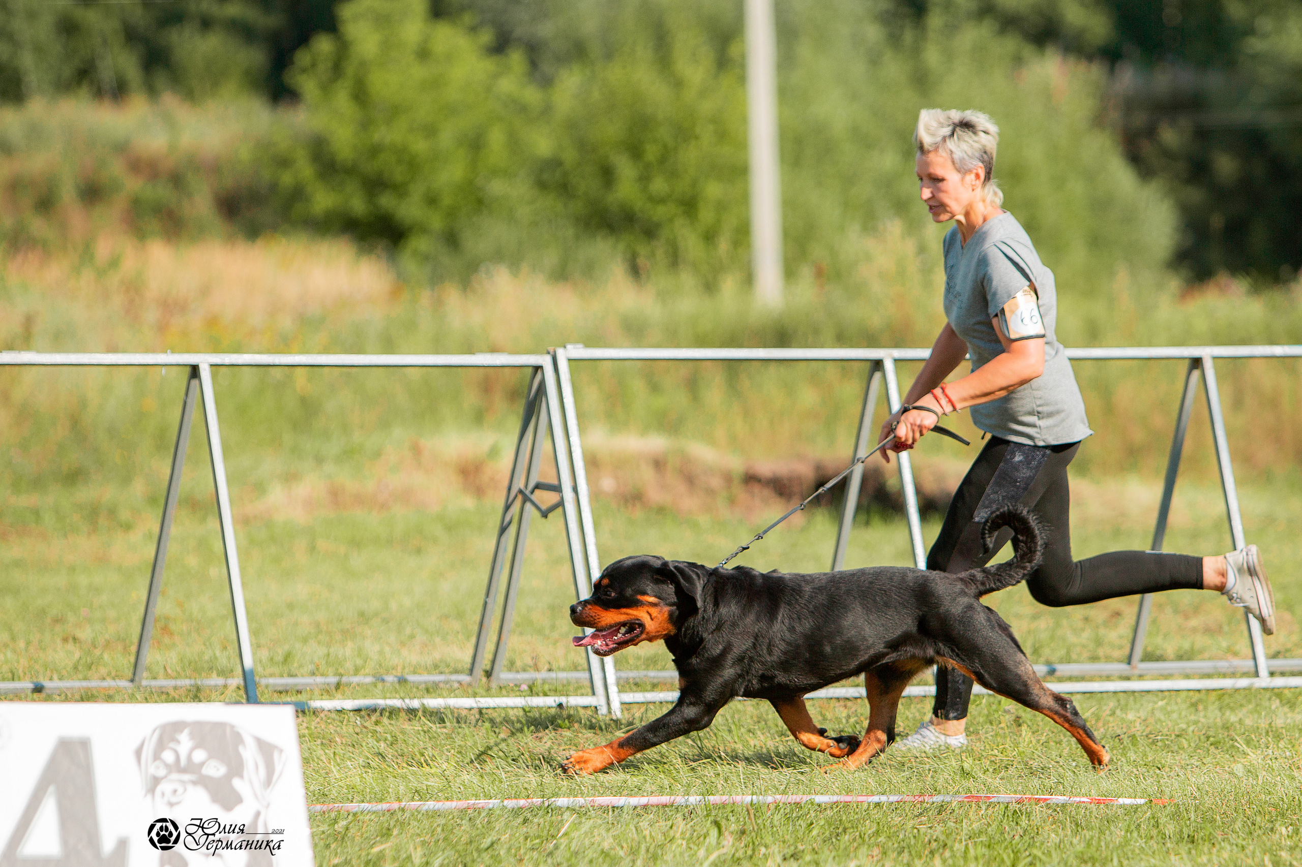 Рязань,Ховрино 14-15 августа 2021 моно ротвейлеров. Фотограф-анималист Юлия Германика