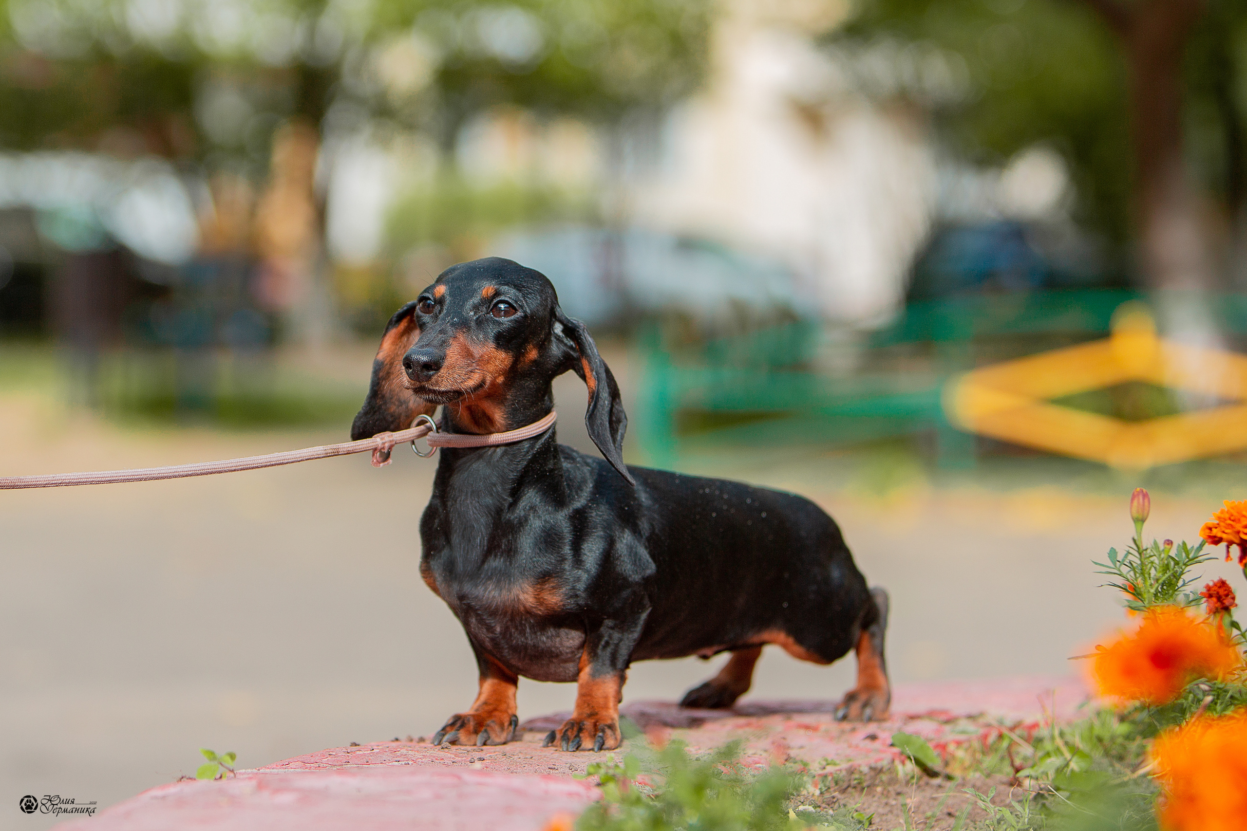 Свободная съемка. Фотограф-анималист Юлия Германика