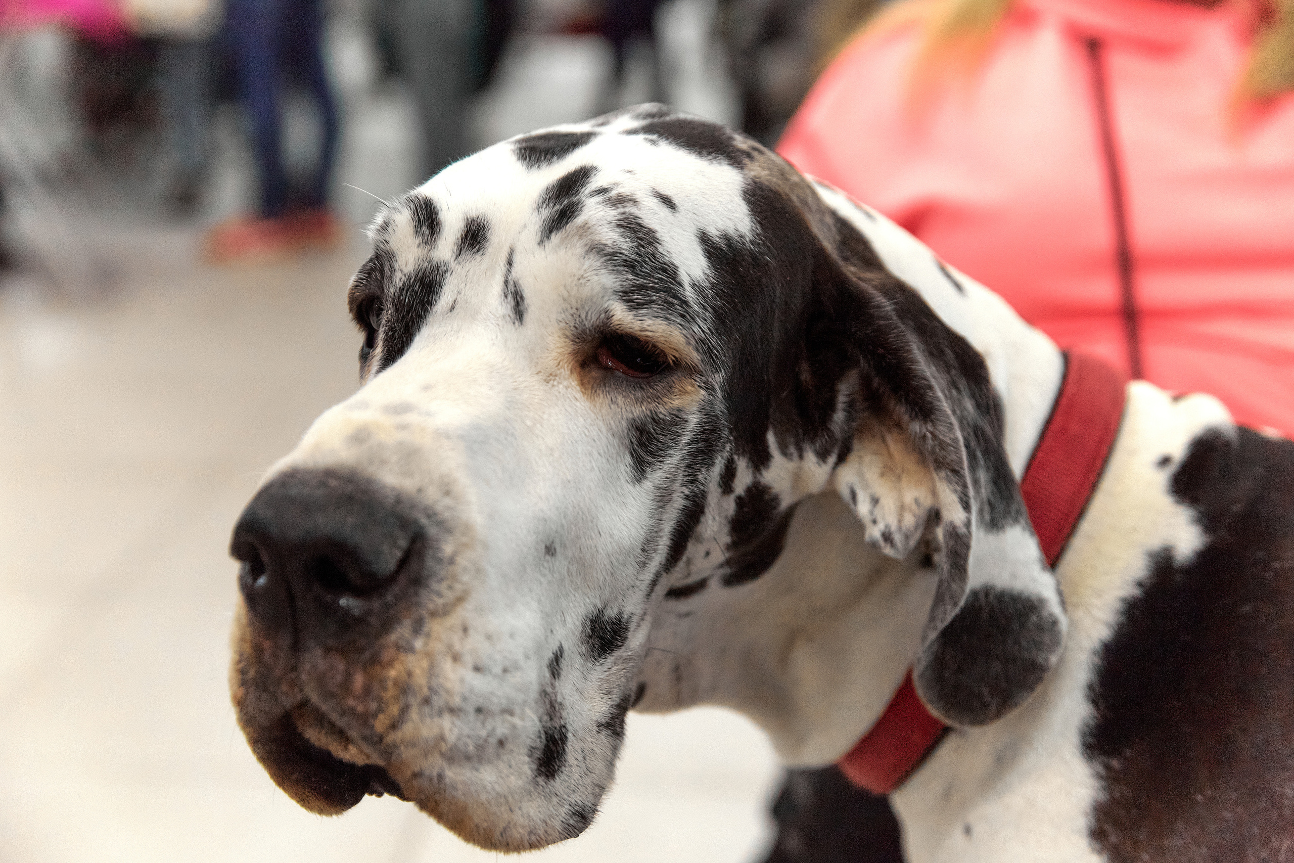 Чайник  13-14 ноября 2021. Фотограф-анималист Юлия Германика