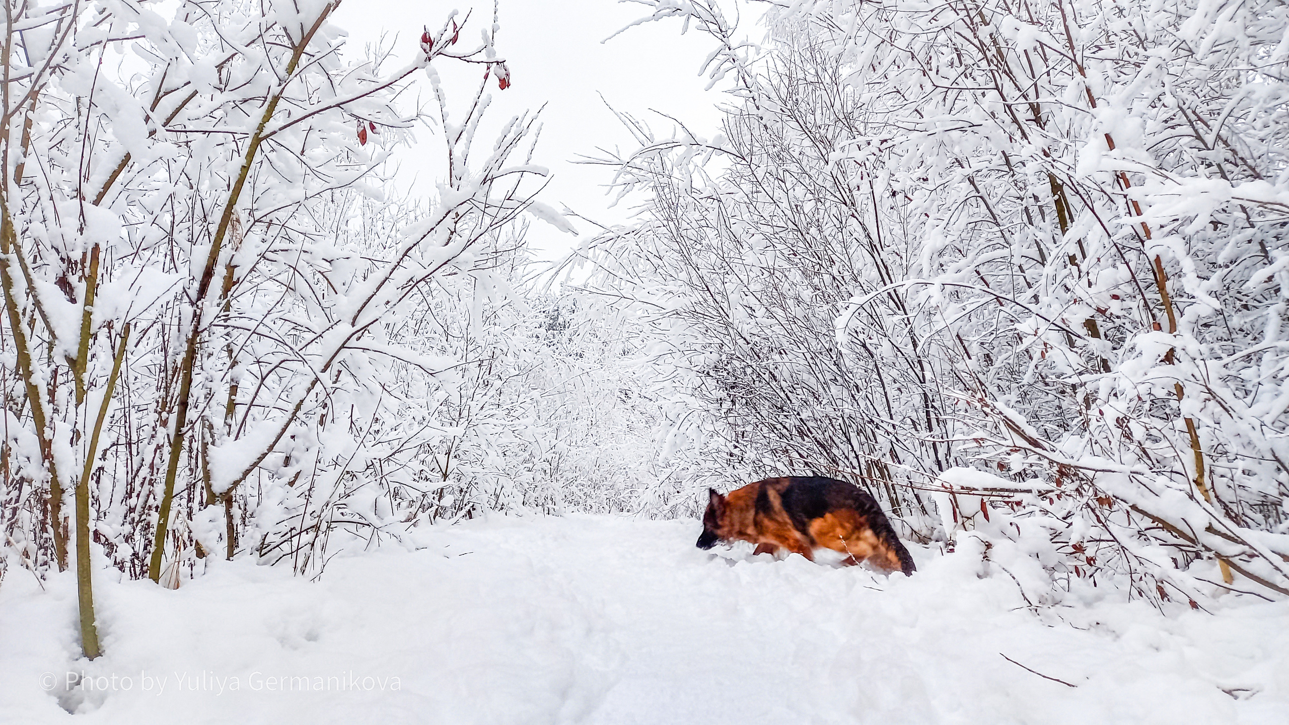 Разные фото на телефон.Города,природа. Фотограф-анималист Юлия Германика