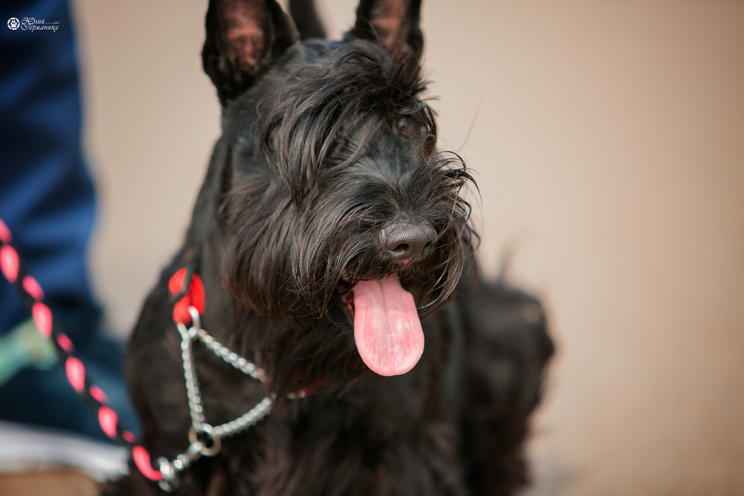 Свободная съемка. Фотограф-анималист Юлия Германика