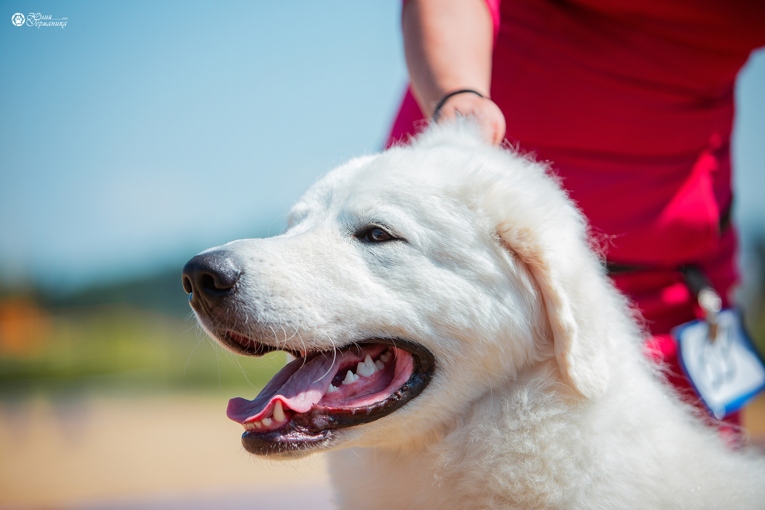 Ярославль CACIB 18 июля 2021. Фотограф-анималист Юлия Германика