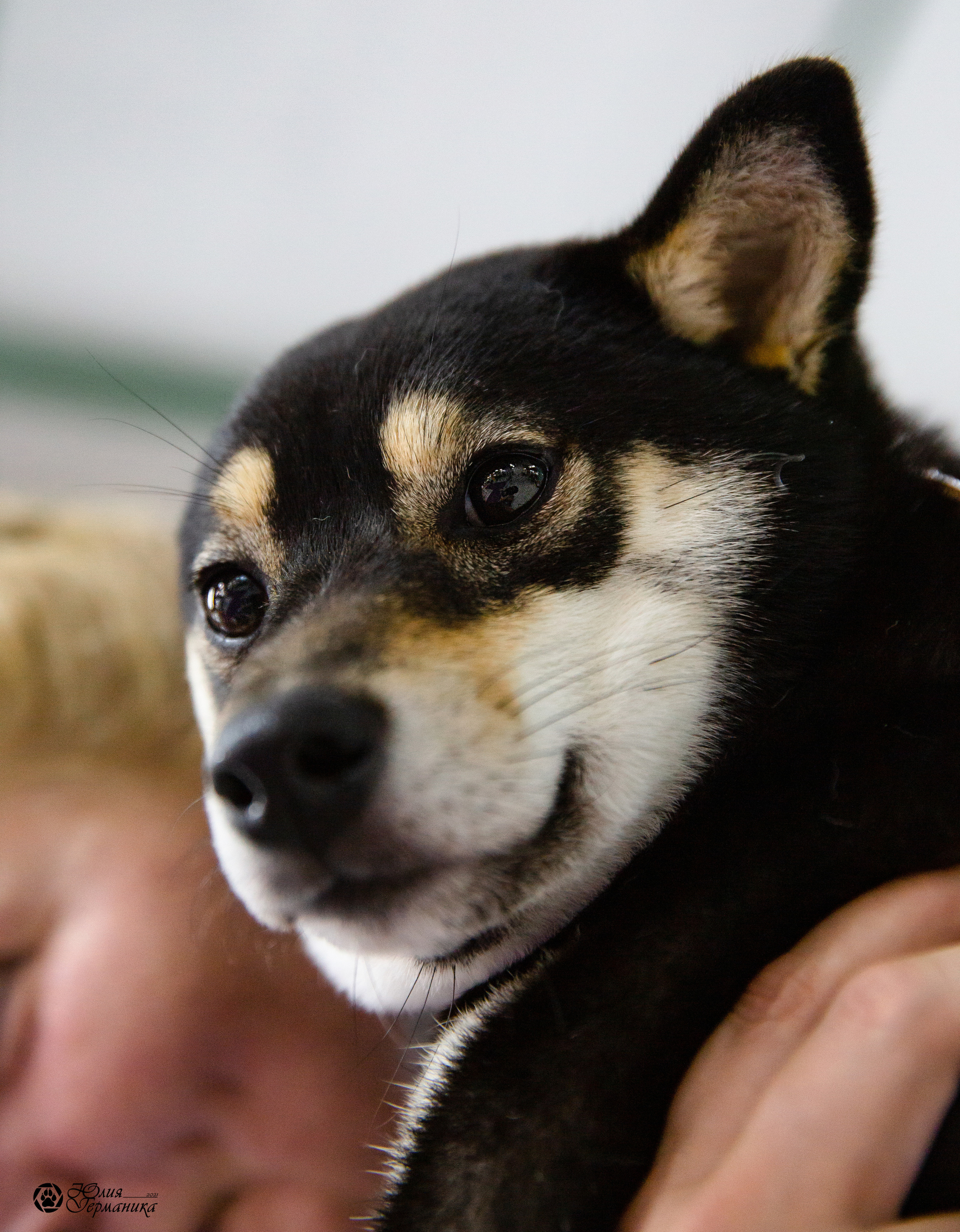 Чайна-Таун 2021. Фотограф-анималист Юлия Германика