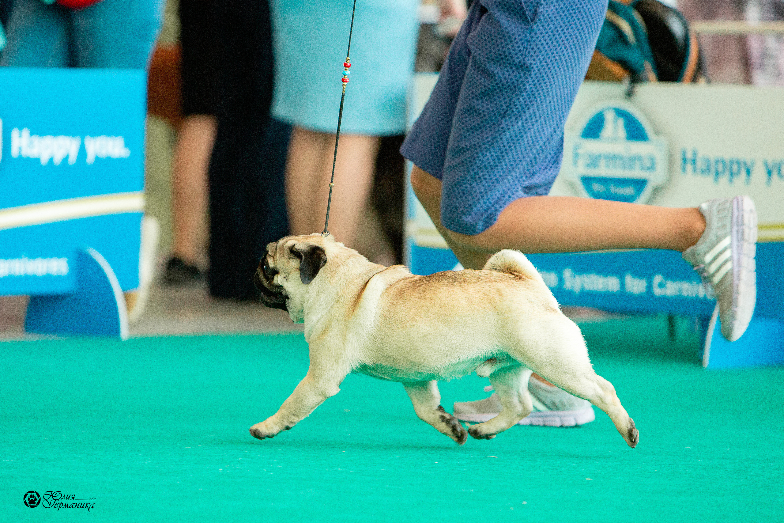 Нижний Новгород 3хCACIB 15-17 октября 2021. Фотограф-анималист Юлия Германика