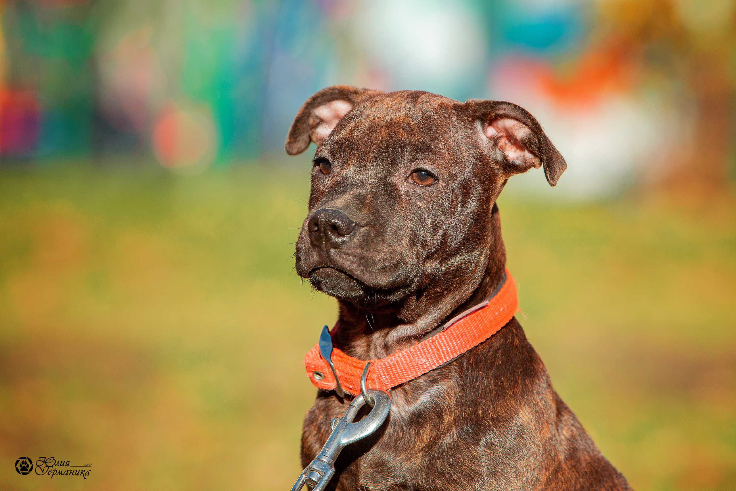 Свободная съемка. Фотограф-анималист Юлия Германика