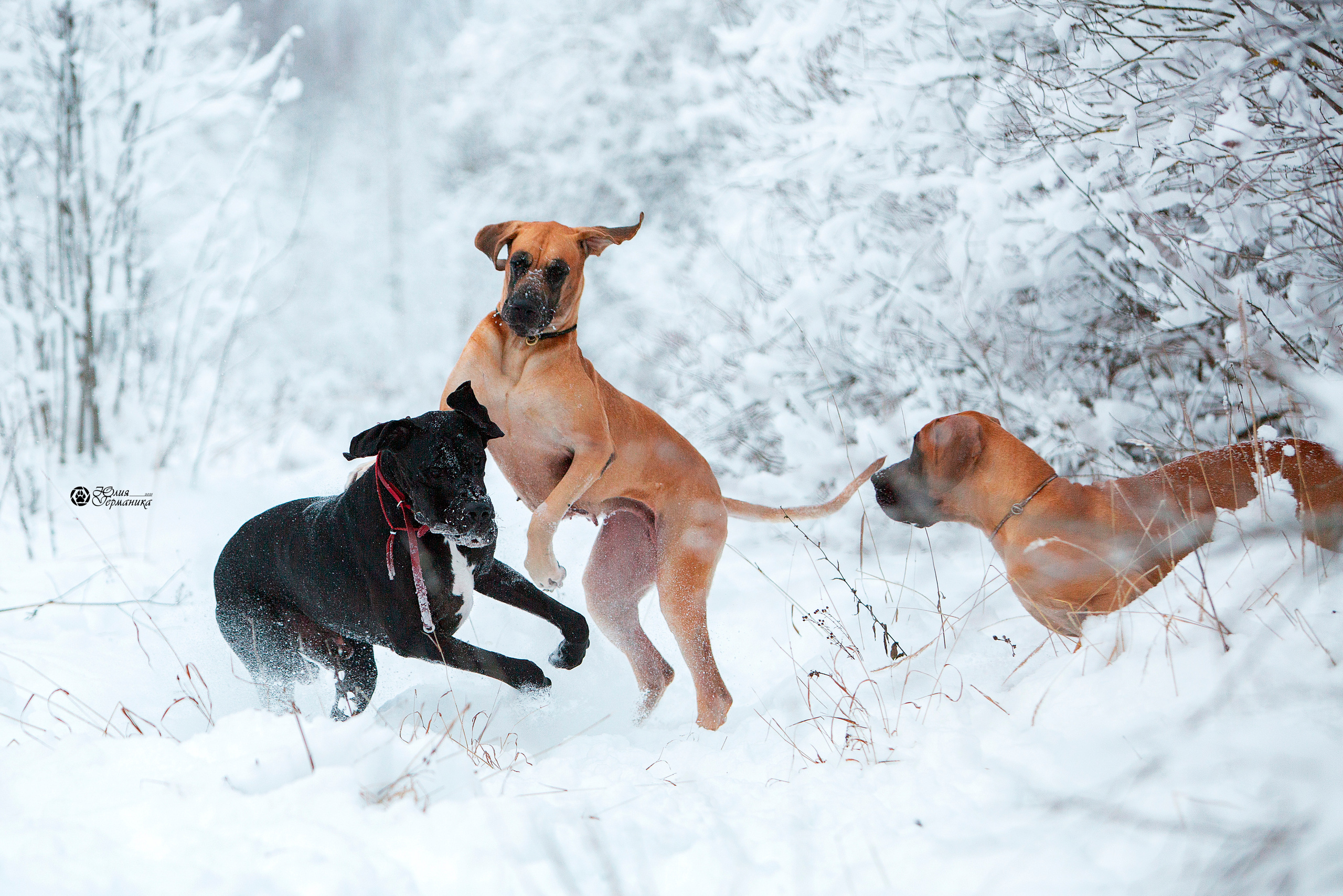 Свободная съемка. Фотограф-анималист Юлия Германика