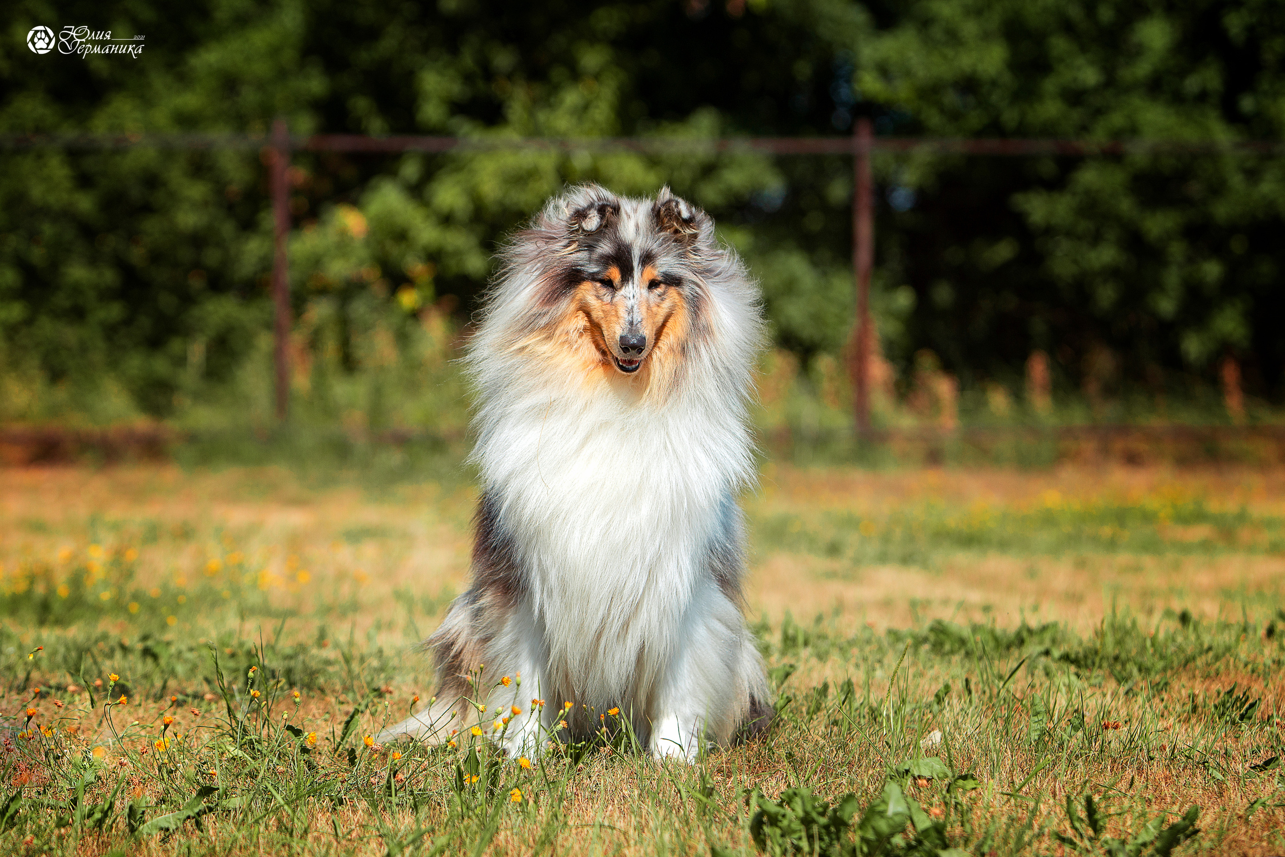 Свободная съемка. Фотограф-анималист Юлия Германика