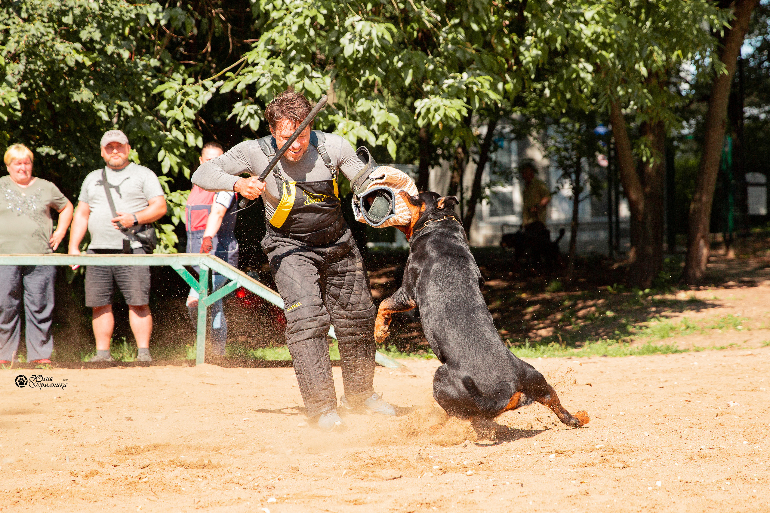 Рязань,Ховрино 14-15 августа 2021 моно ротвейлеров. Фотограф-анималист Юлия Германика