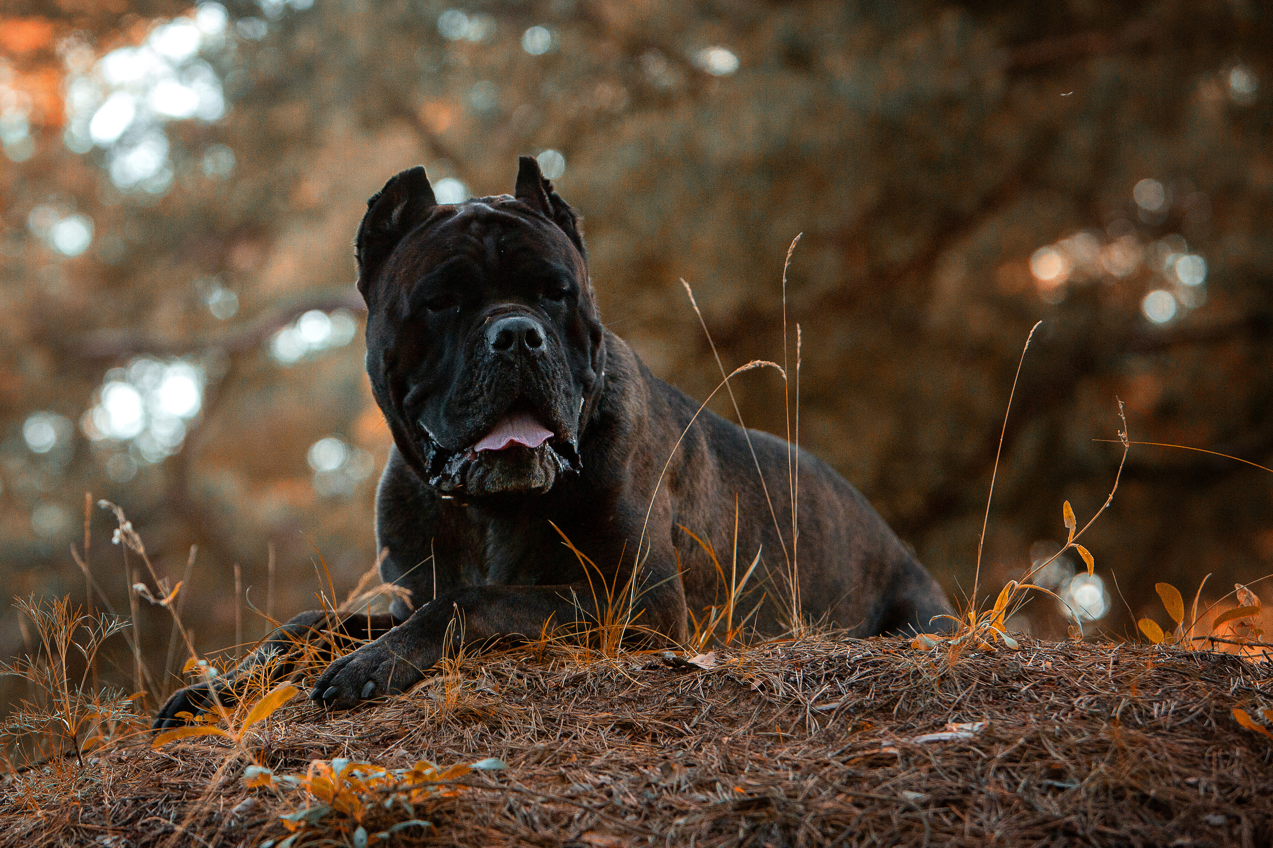 Свободная съемка. Фотограф-анималист Юлия Германика