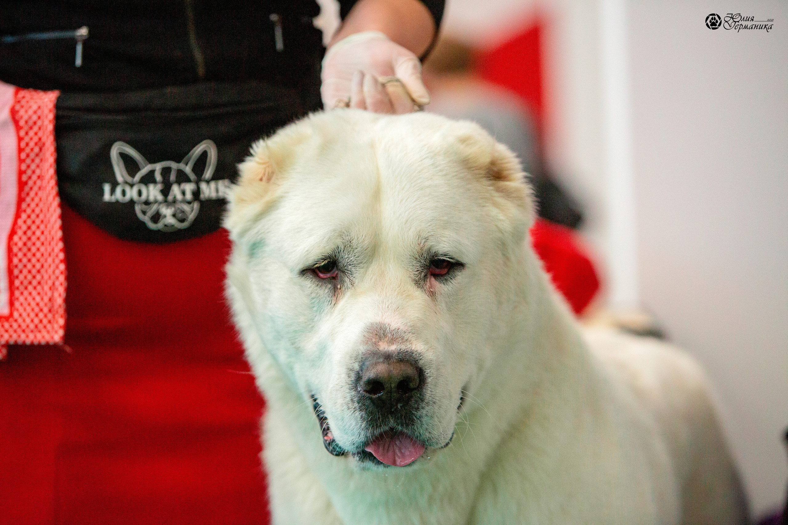 Нижний Новгород 3хCACIB 15-17 октября 2021. Фотограф-анималист Юлия Германика