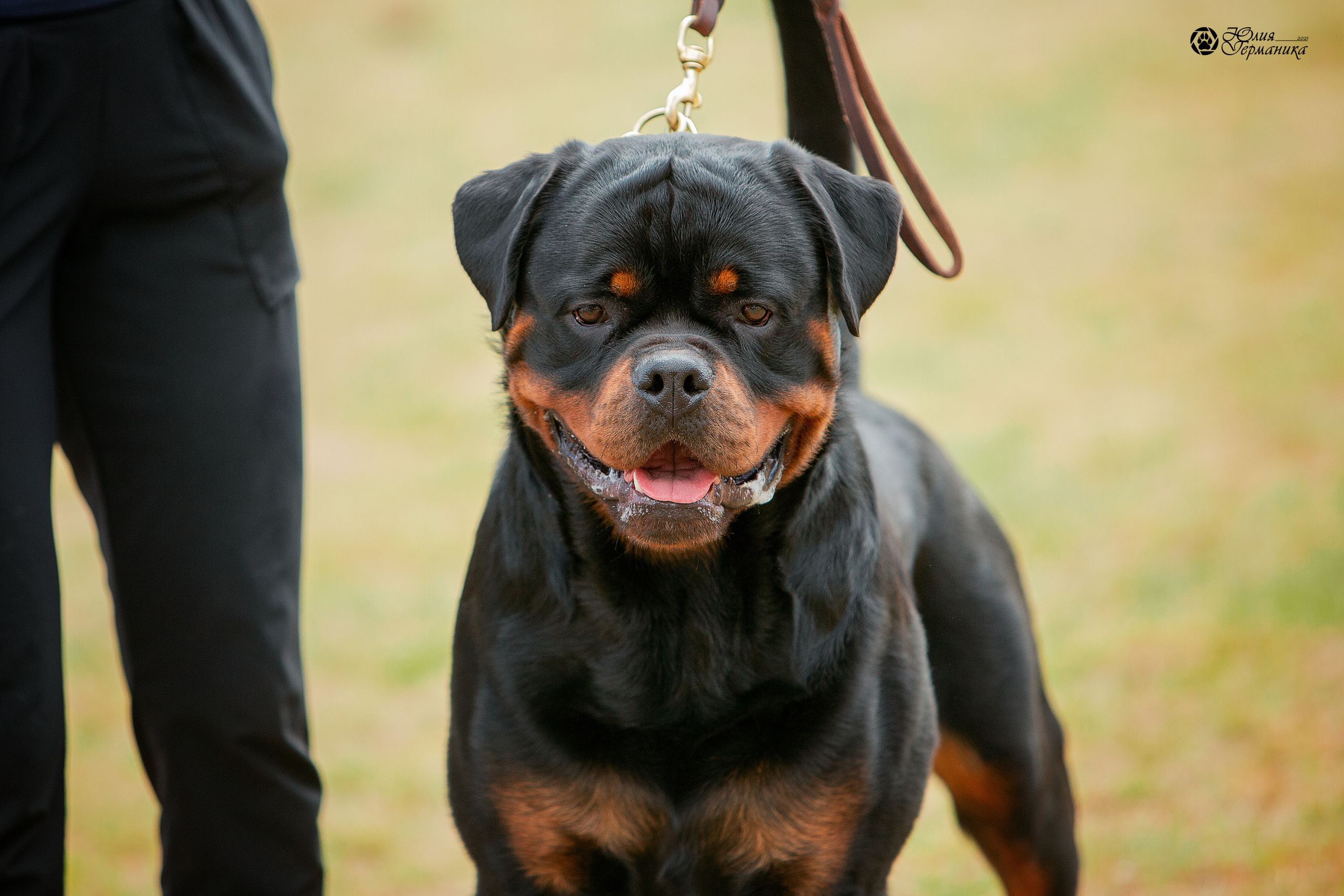 Тверь моно ротвейлеров 3-4 июля 2021. Фотограф-анималист Юлия Германика