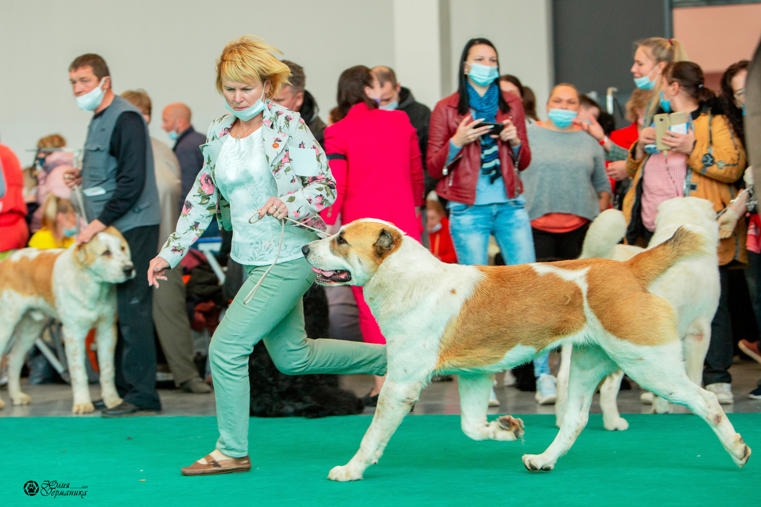 Нижний Новгород 3хCACIB 15-17 октября 2021. Фотограф-анималист Юлия Германика
