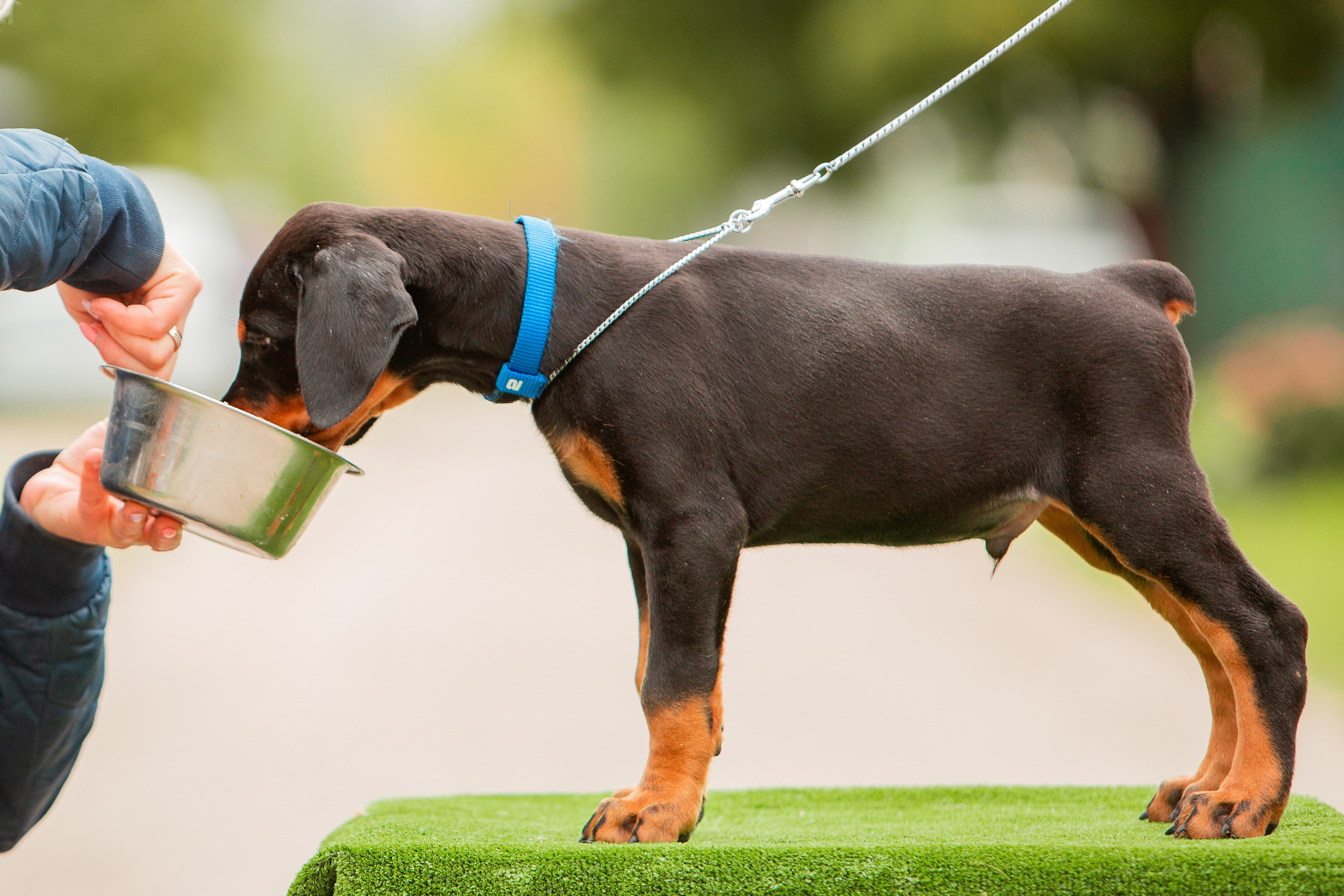 Съёмки щенков и котят. Фотограф-анималист Юлия Германика
