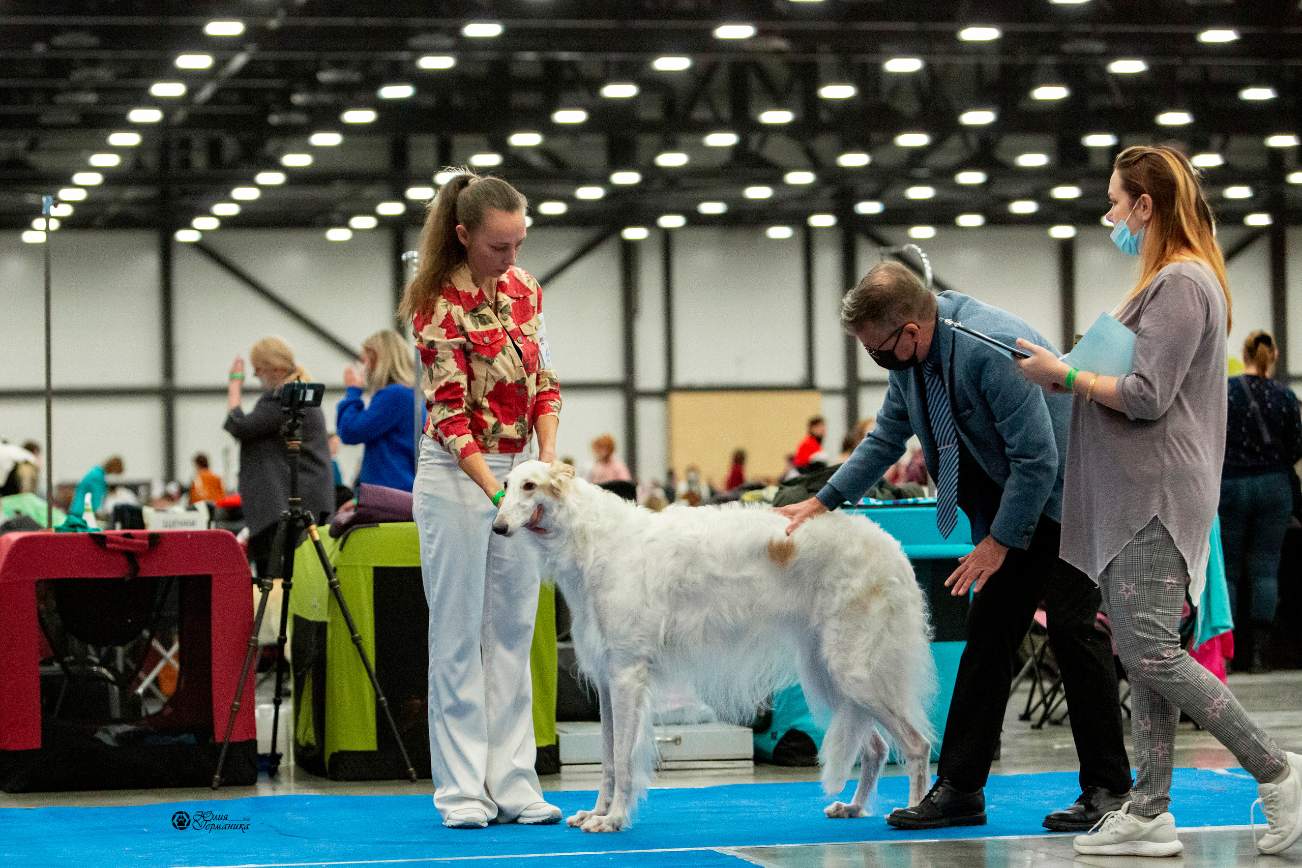 Санкт-Петербург 3хCACIB 10-12 декабря 2021. Фотограф-анималист Юлия Германика