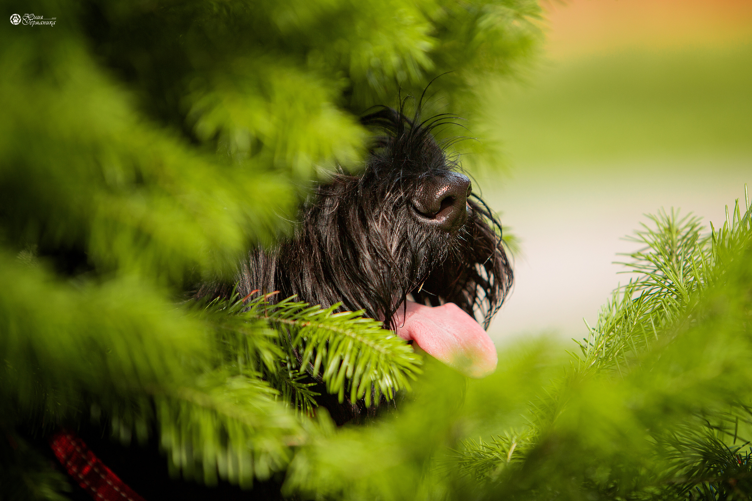 Свободная съемка. Фотограф-анималист Юлия Германика