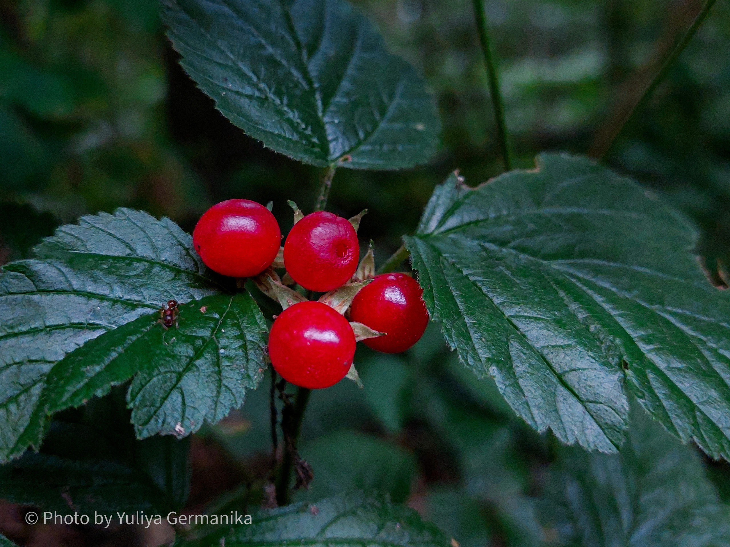Разные фото на телефон.Города,природа. Фотограф-анималист Юлия Германика