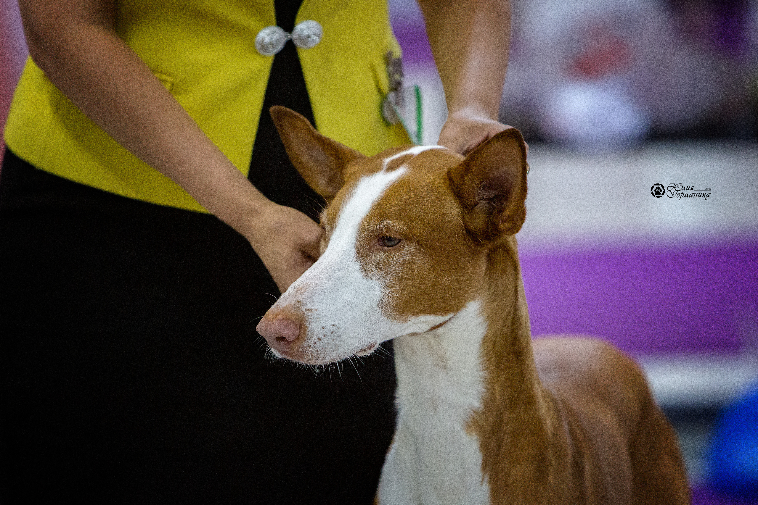 Чайна-Таун 2021. Фотограф-анималист Юлия Германика