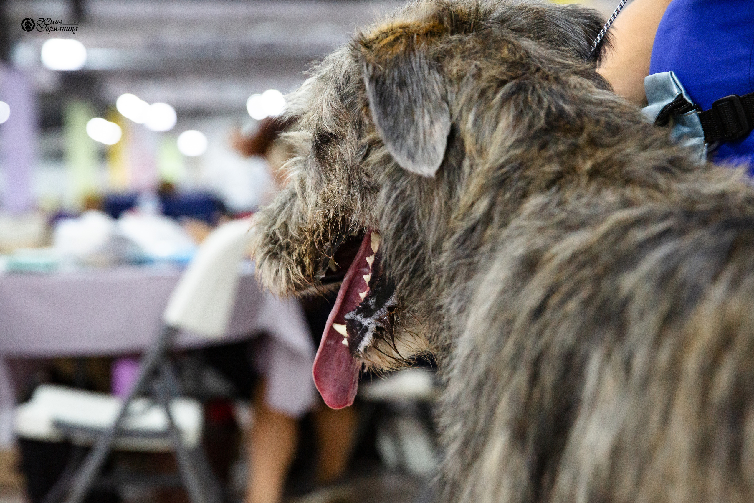 Чайна-Таун 2021. Фотограф-анималист Юлия Германика