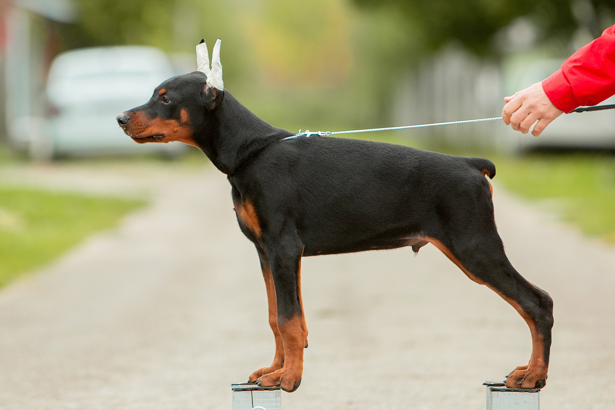 Съёмки щенков и котят. Фотограф-анималист Юлия Германика