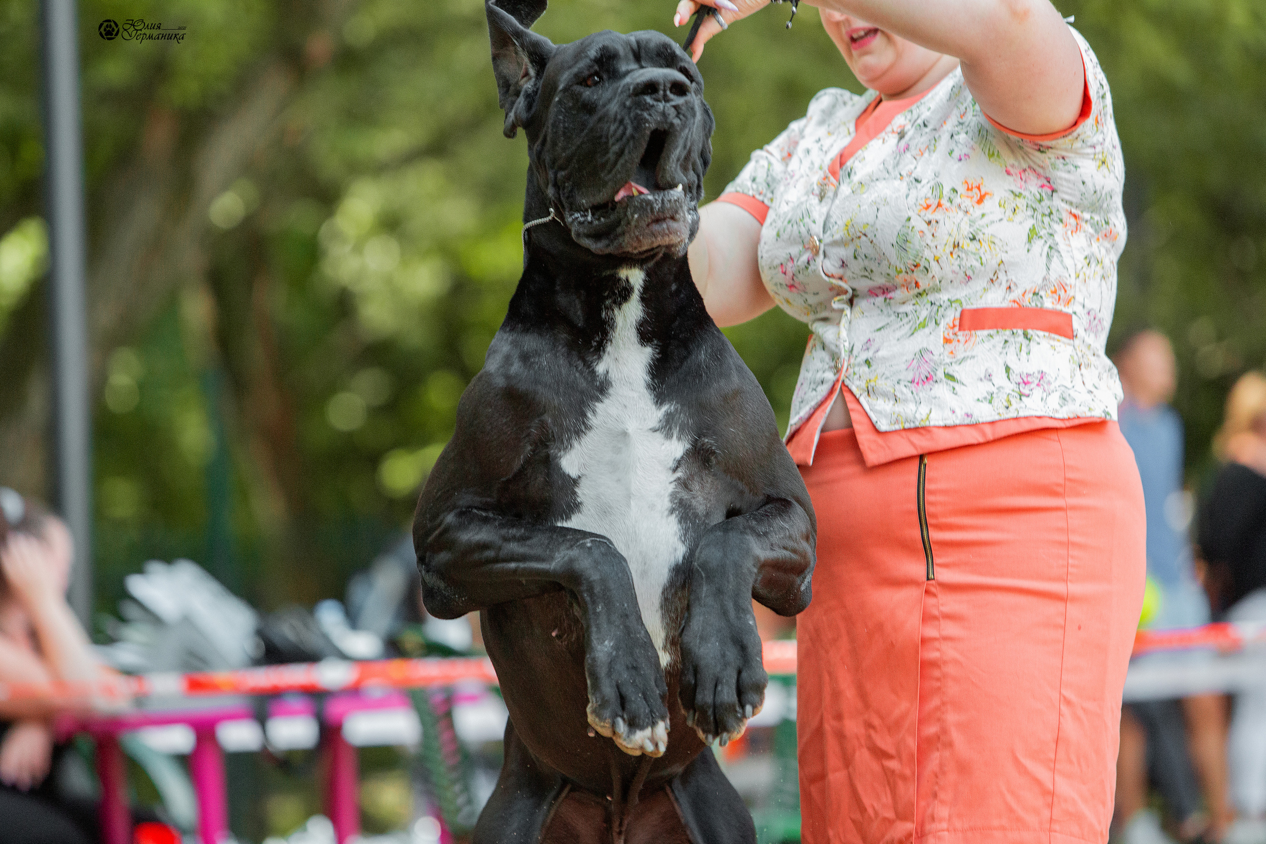 Ховрино фестиваль монопородок 15 августа 2021. Фотограф-анималист Юлия Германика