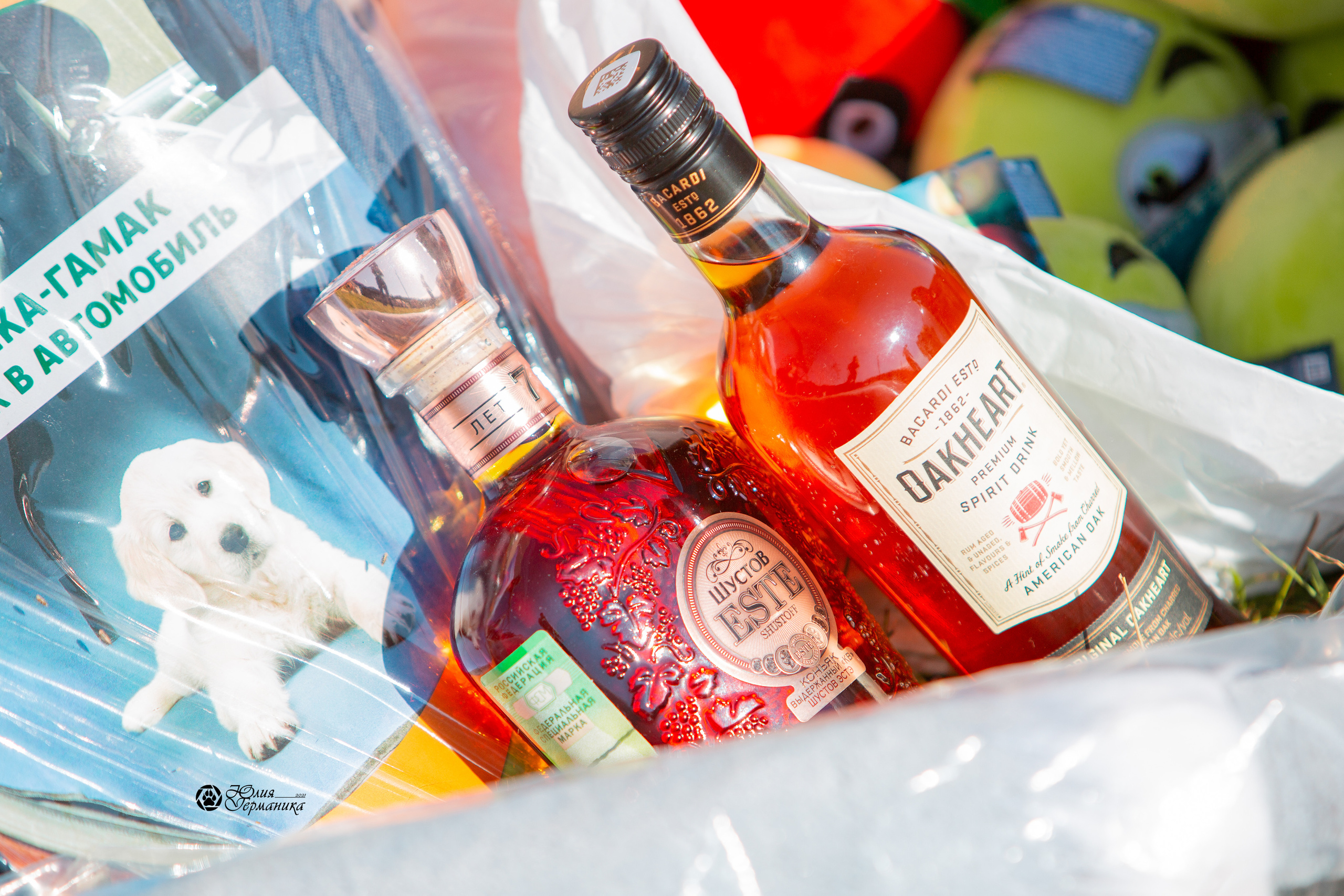 Рязань,Ховрино 14-15 августа 2021 моно ротвейлеров. Фотограф-анималист Юлия Германика