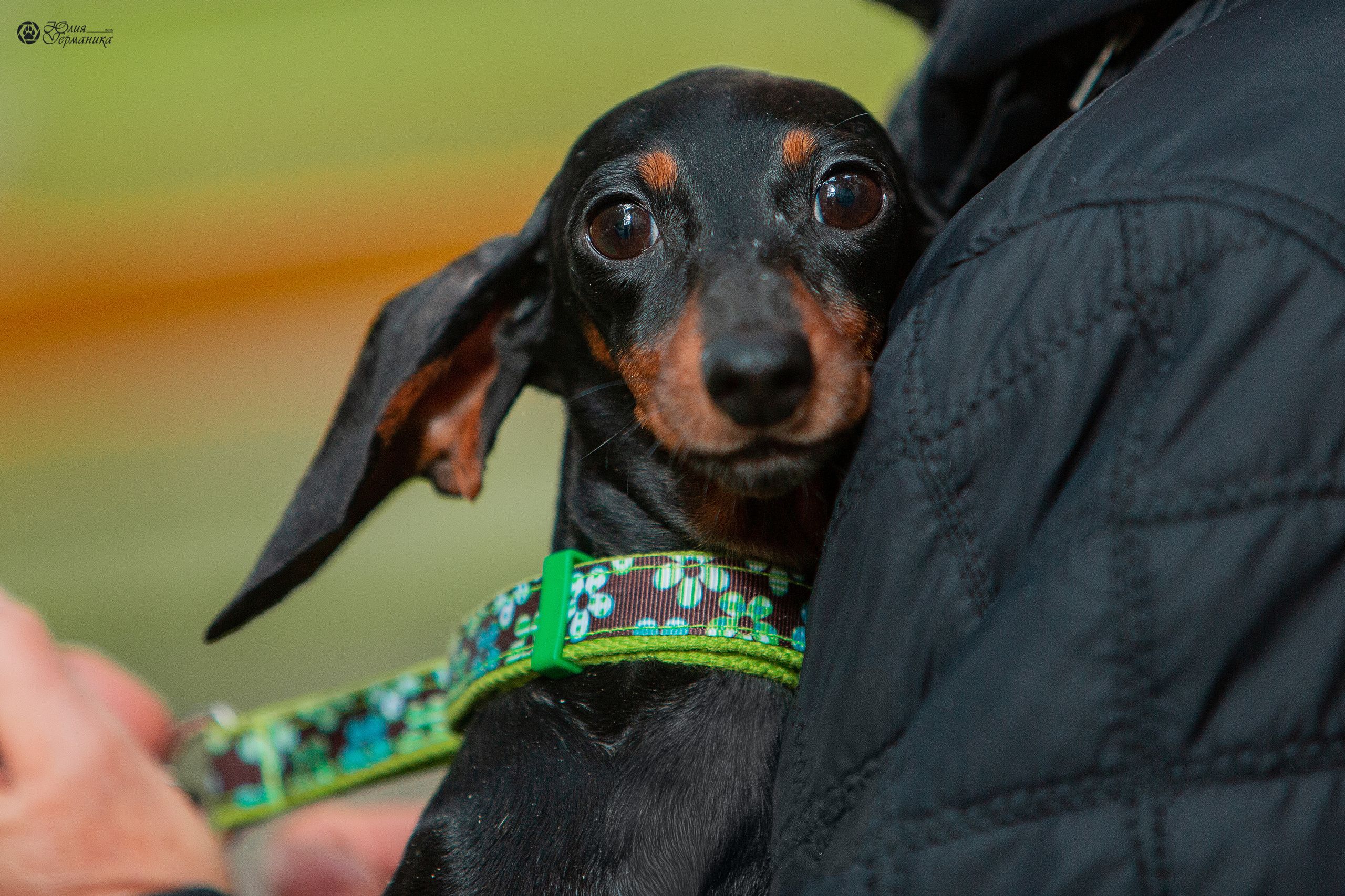Свободная съемка. Фотограф-анималист Юлия Германика
